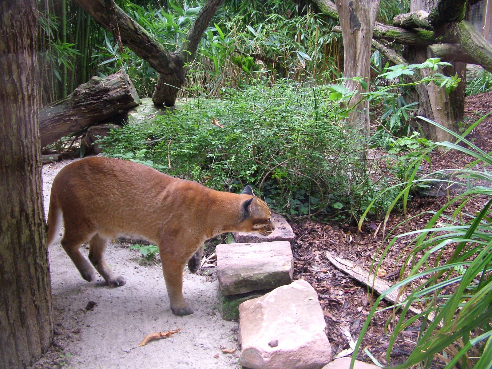 Asian Golden Cat at Heidelberg, 05/09/10