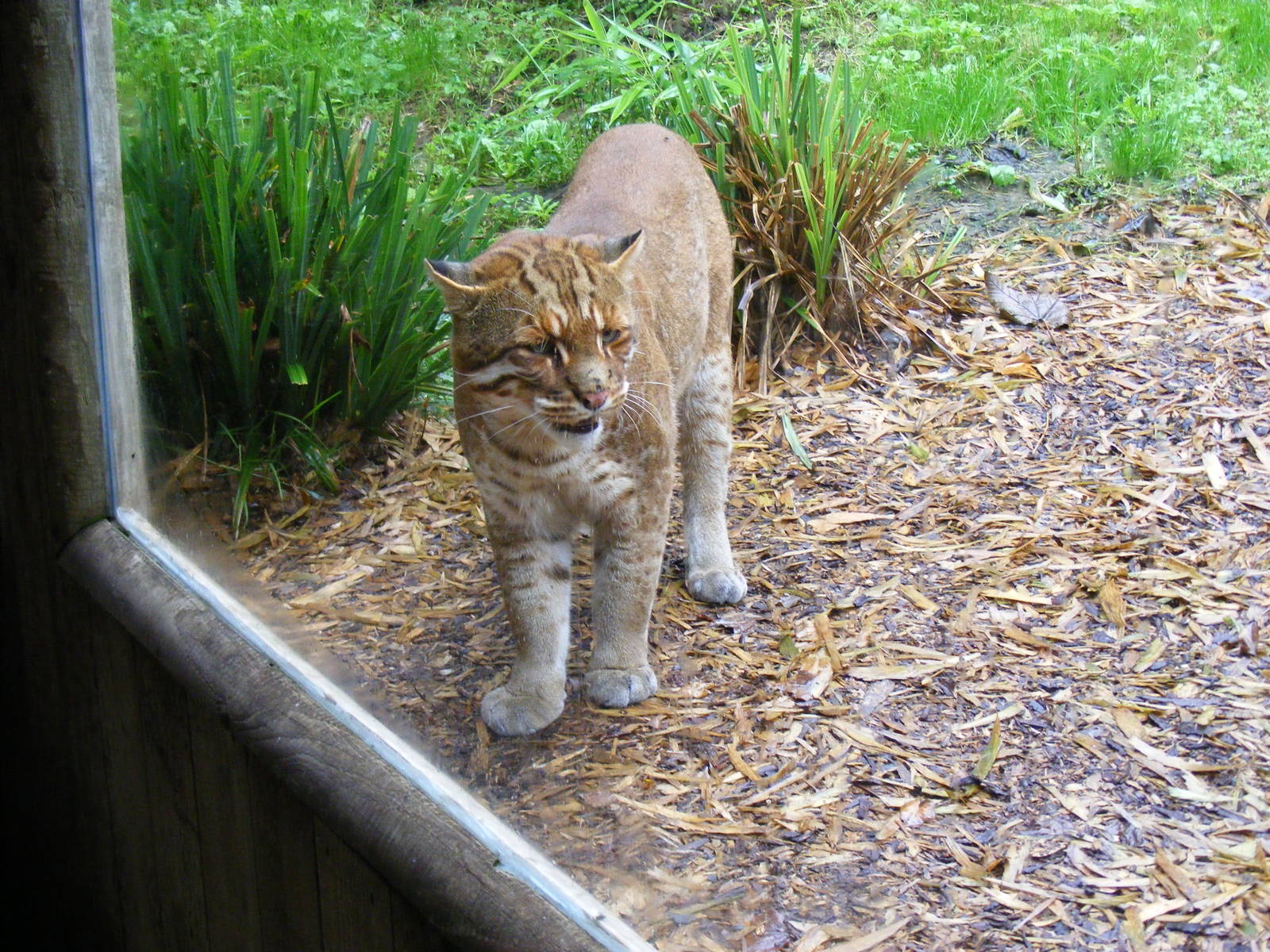 Asian golden cat at Thrigby Hall, 14 September 2010