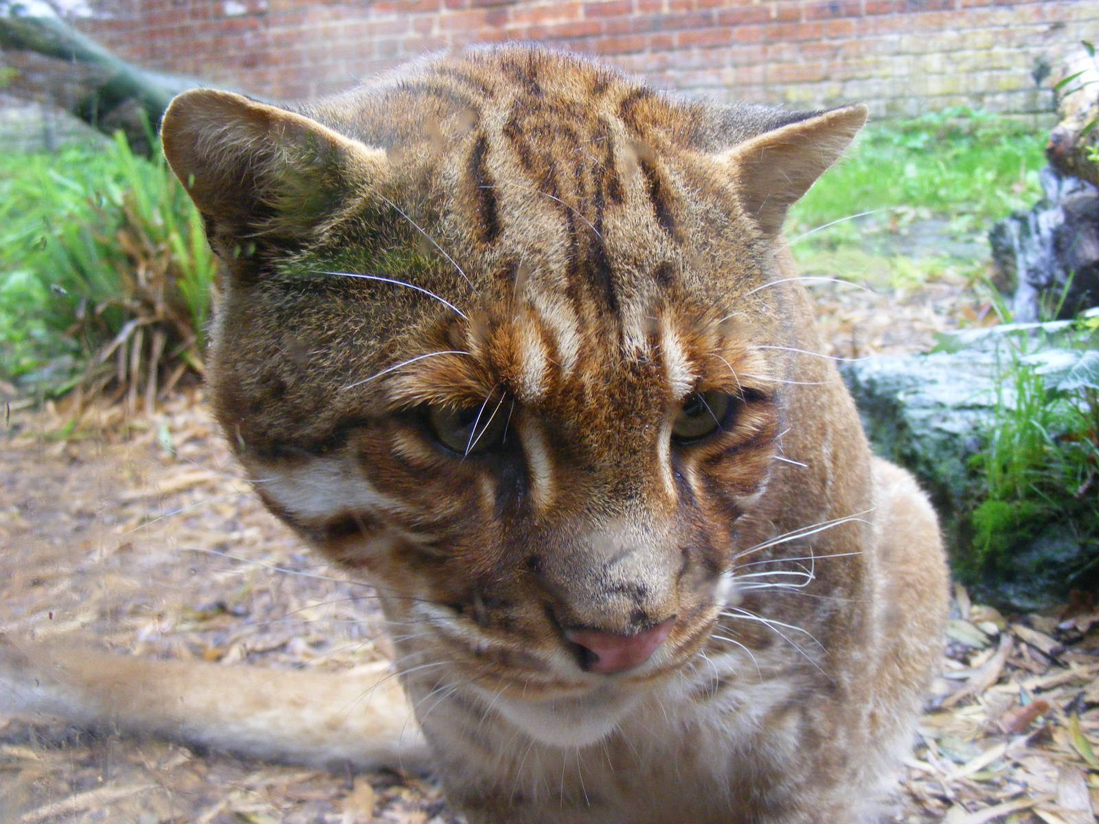 Asian golden cat at Thrigby Hall, 14 September 2010