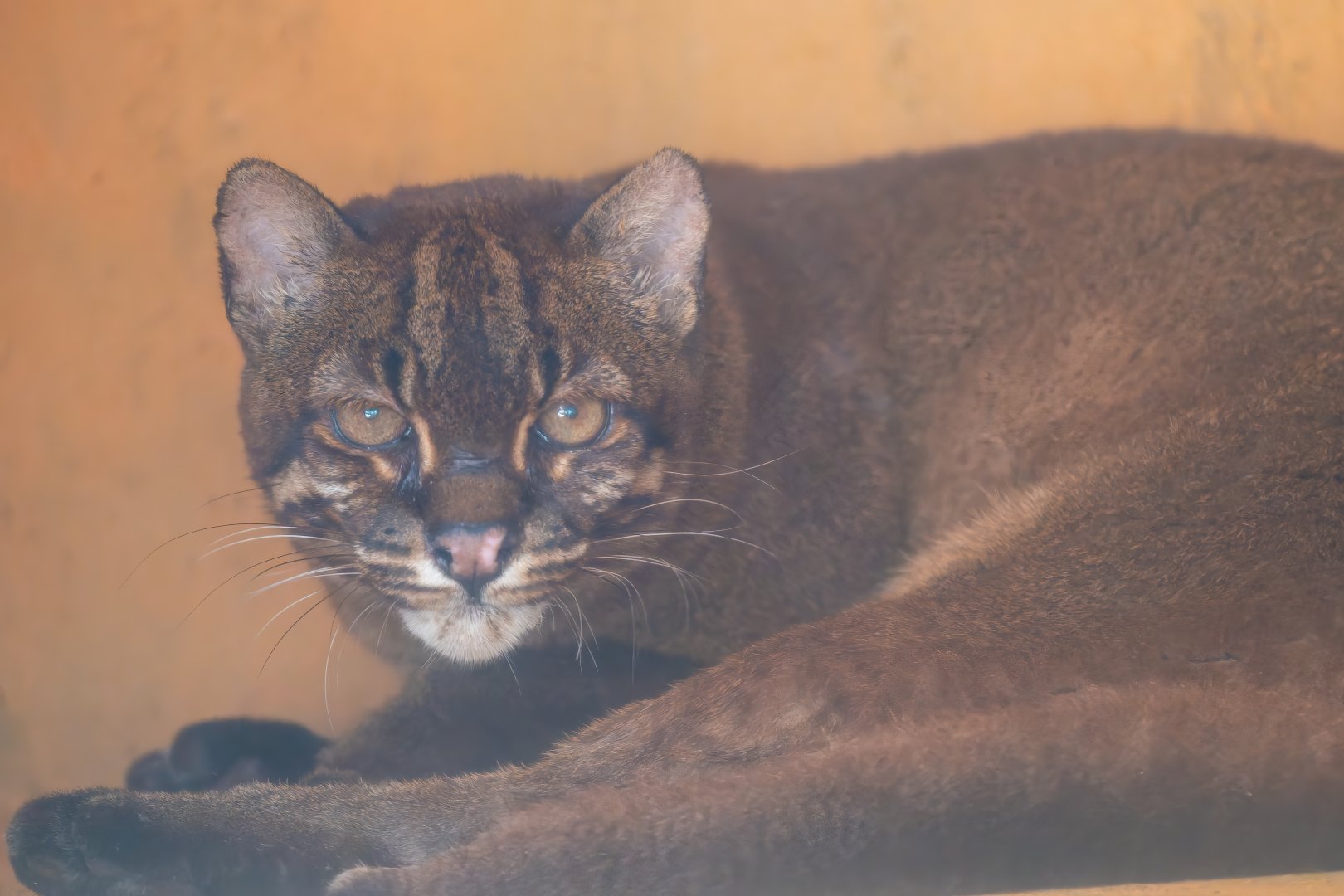 Asian golden cat - Catopuma temminckii - Baby Zoo