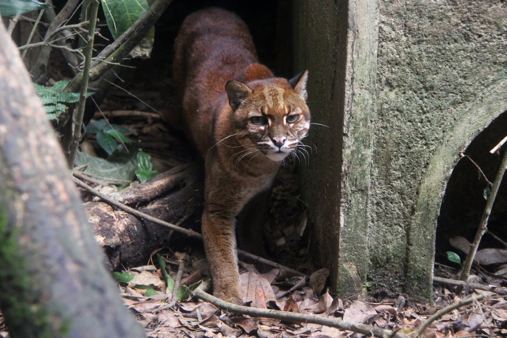 Asian golden cat (Catopuma temminckii)
