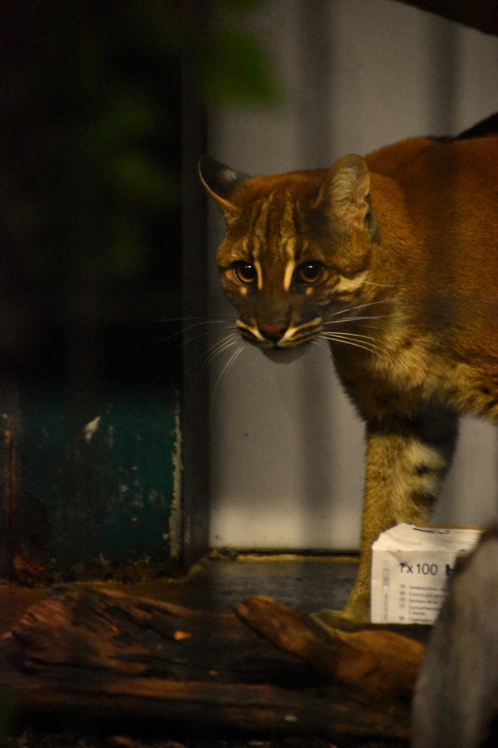 Asian golden cat, Catopuma temminckii