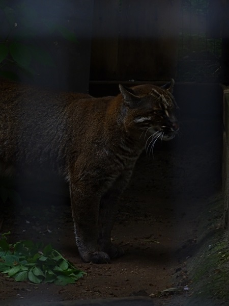 Asian golden cat (Catopuma temminckii)