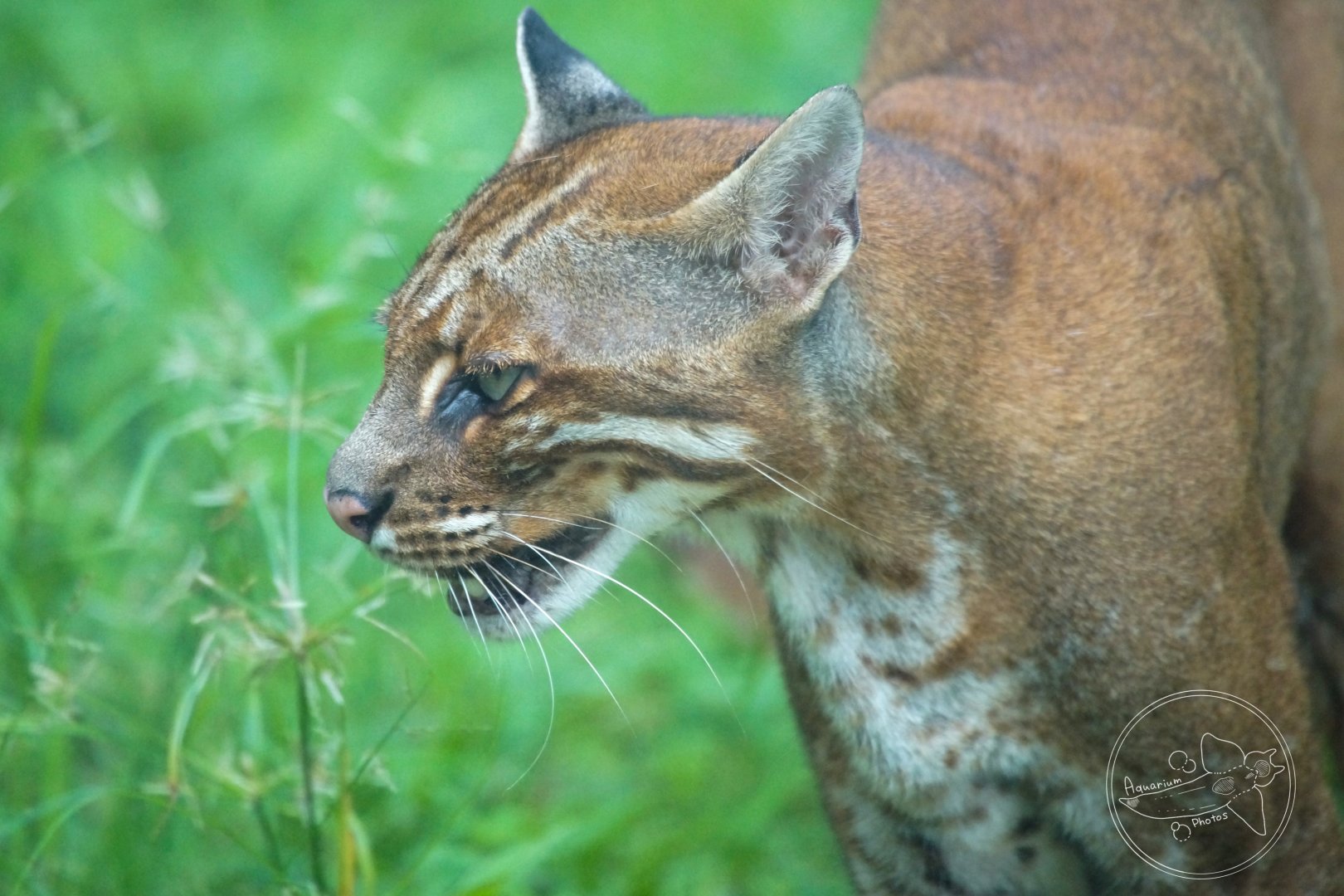 Asian Golden Cat (Catopuma temminckii)