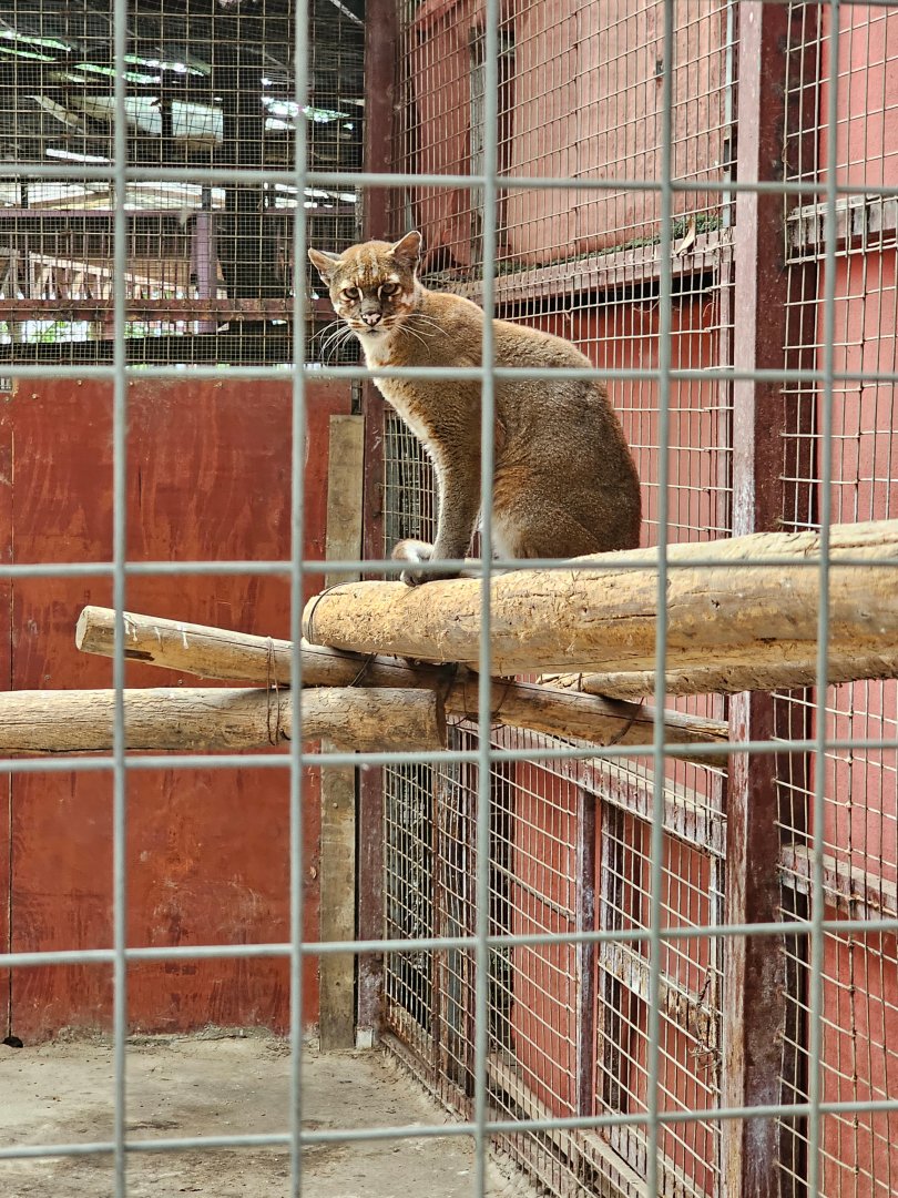 Asian golden cat (Catopuma temminckii)