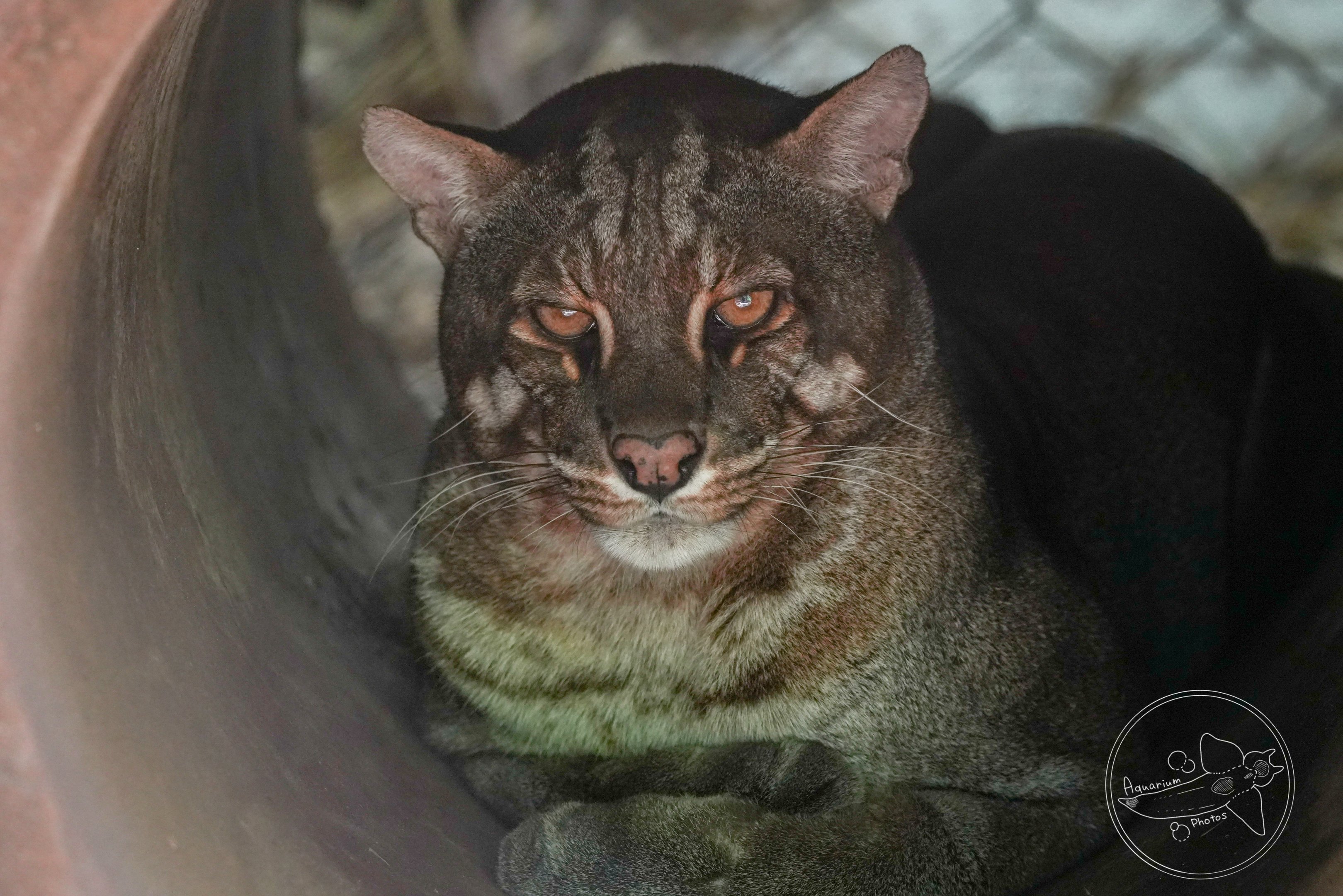 Asian golden cat (Catopuma temminckii)