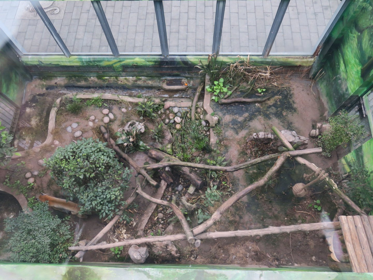 Asian golden cat enclosure