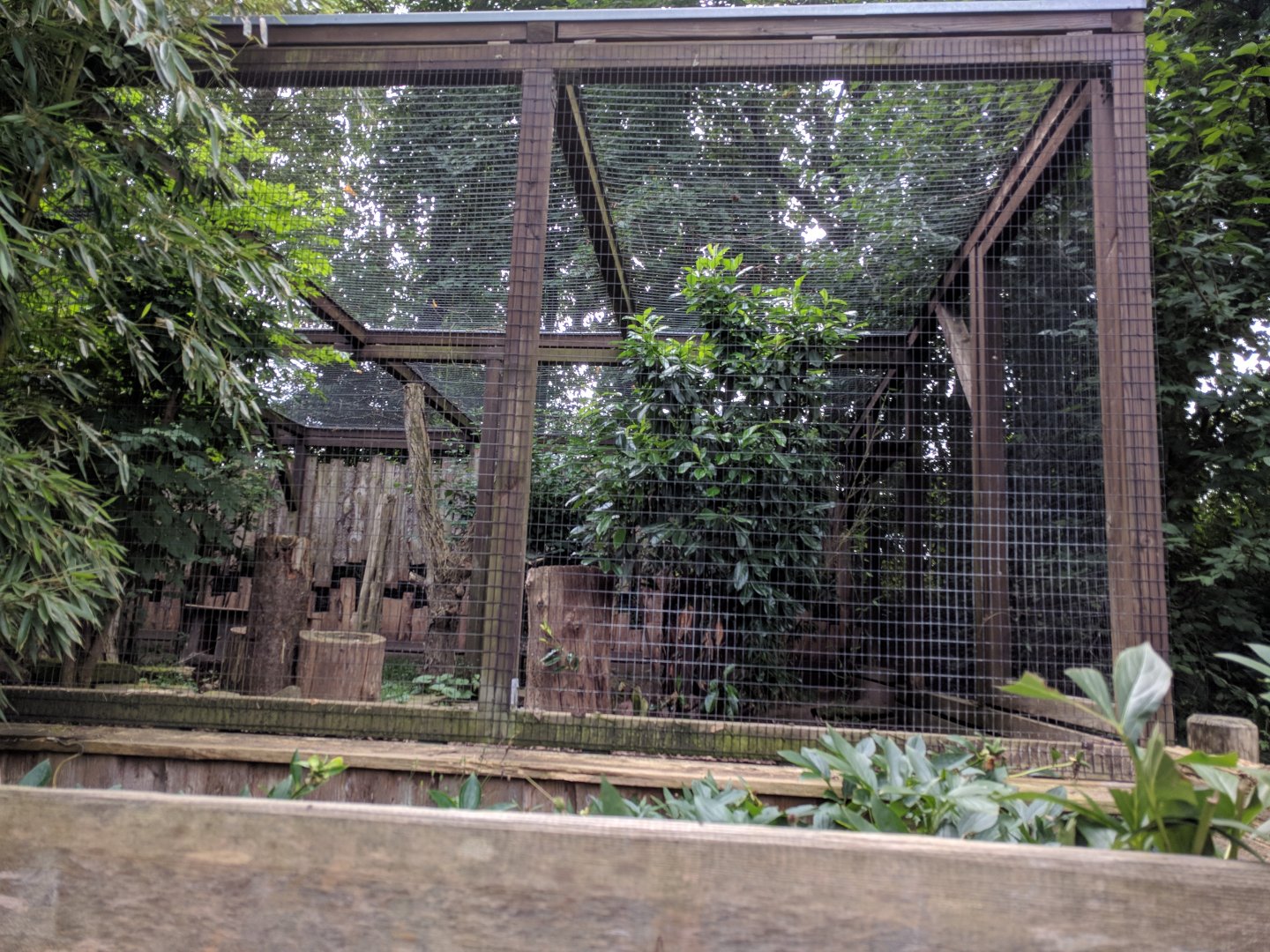 Asian Golden Cat Enclosure