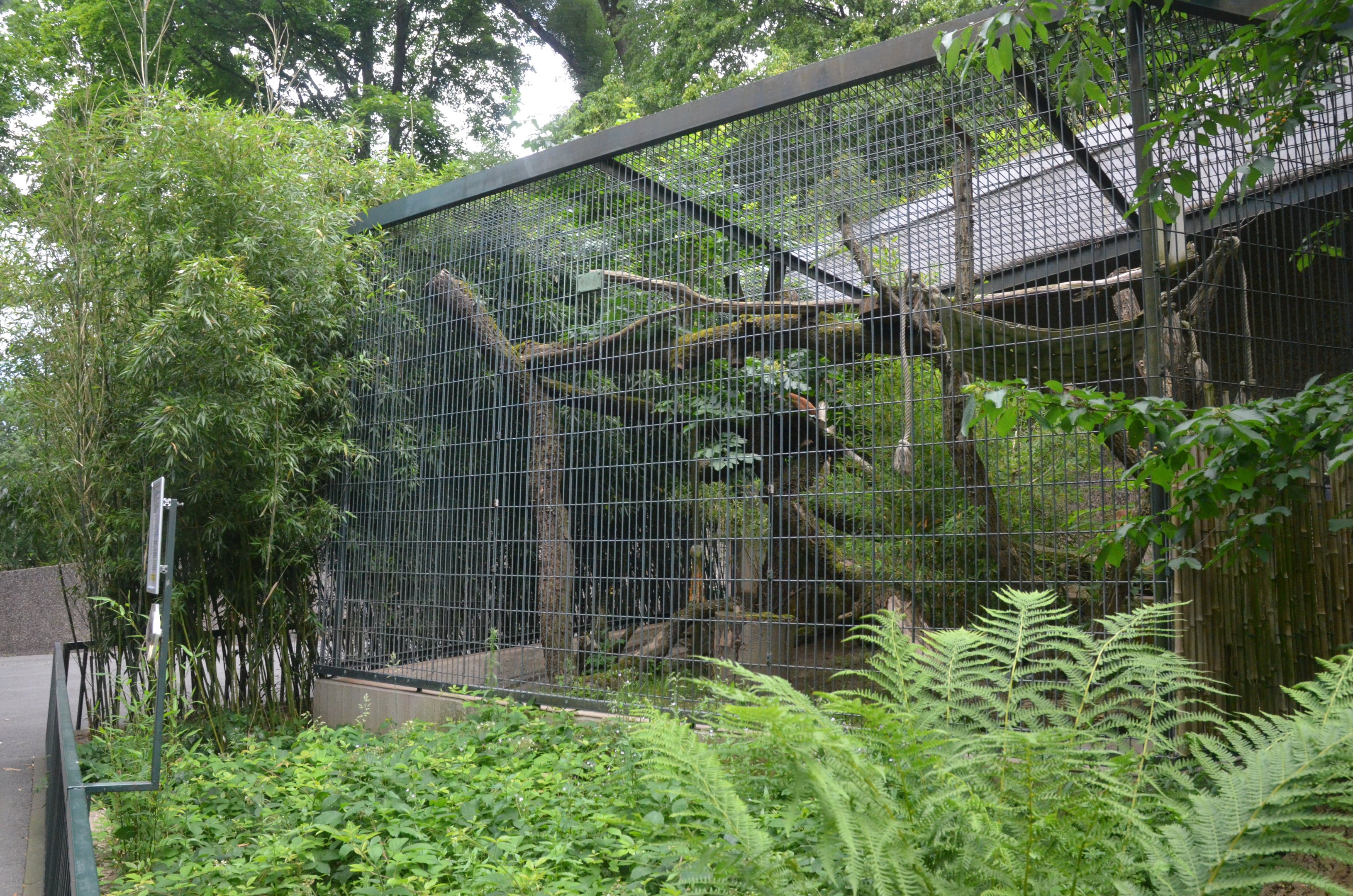 Asian Golden Cat Enclosures at Wuppertal, 16/06/19
