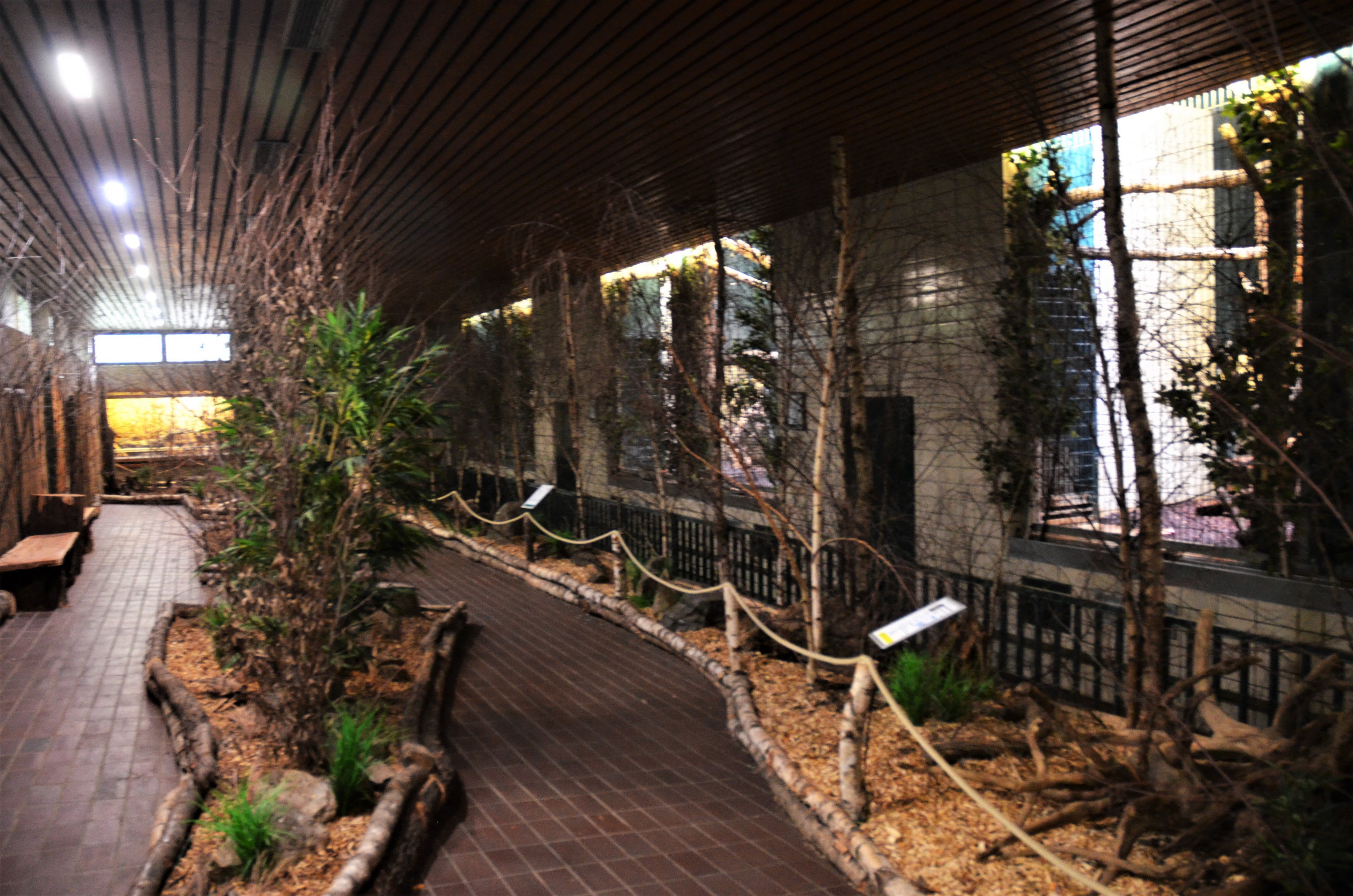 Asian Golden Cat Enclosures at Wuppertal, 16/06/19