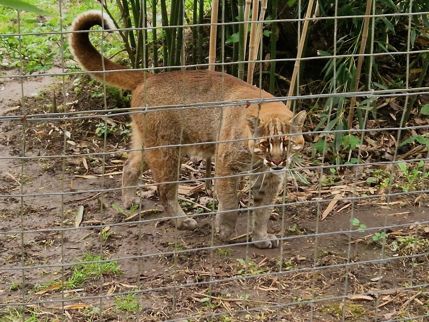 Asian Golden Cat, male at the first exhibit