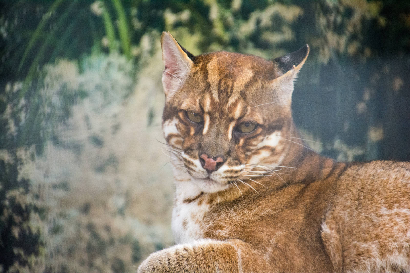 Asian Golden Cat - Pardofelis temminckii - Pata Zoo 2014