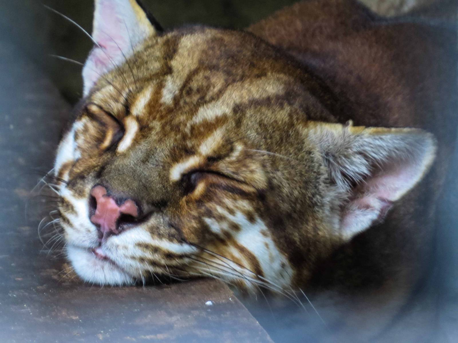 Asian Golden Cat - Pardofelis temminckii - Pata Zoo 2014