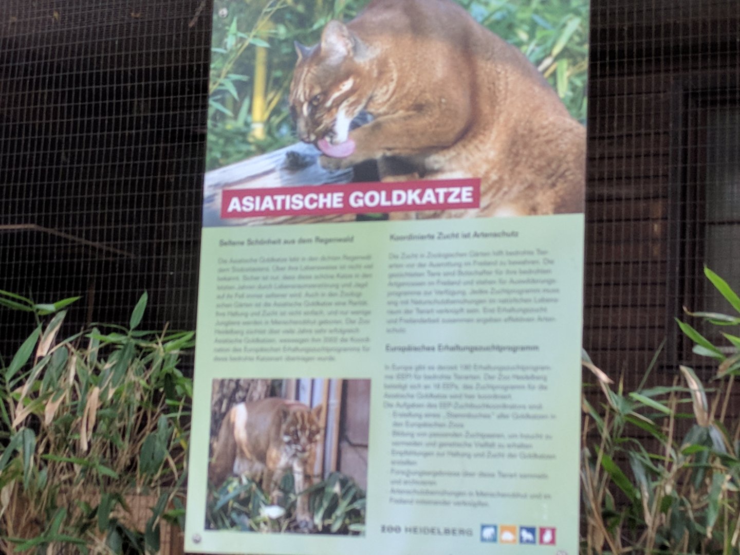Asian Golden Cat Signage