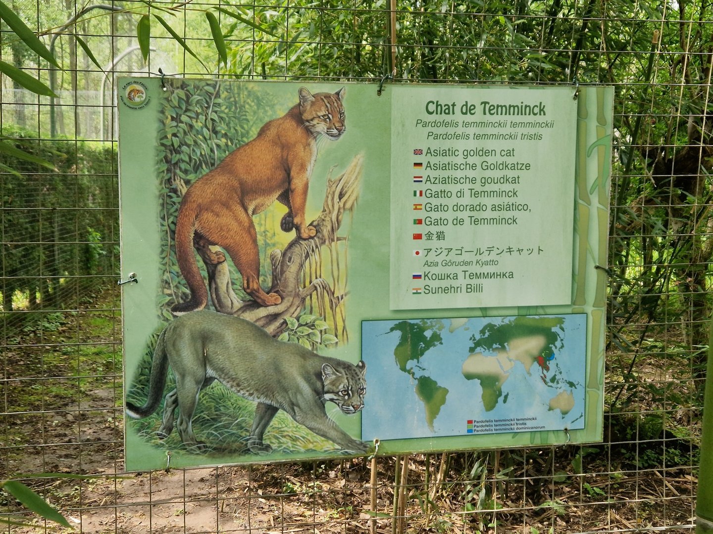 Asian Golden Cat signage