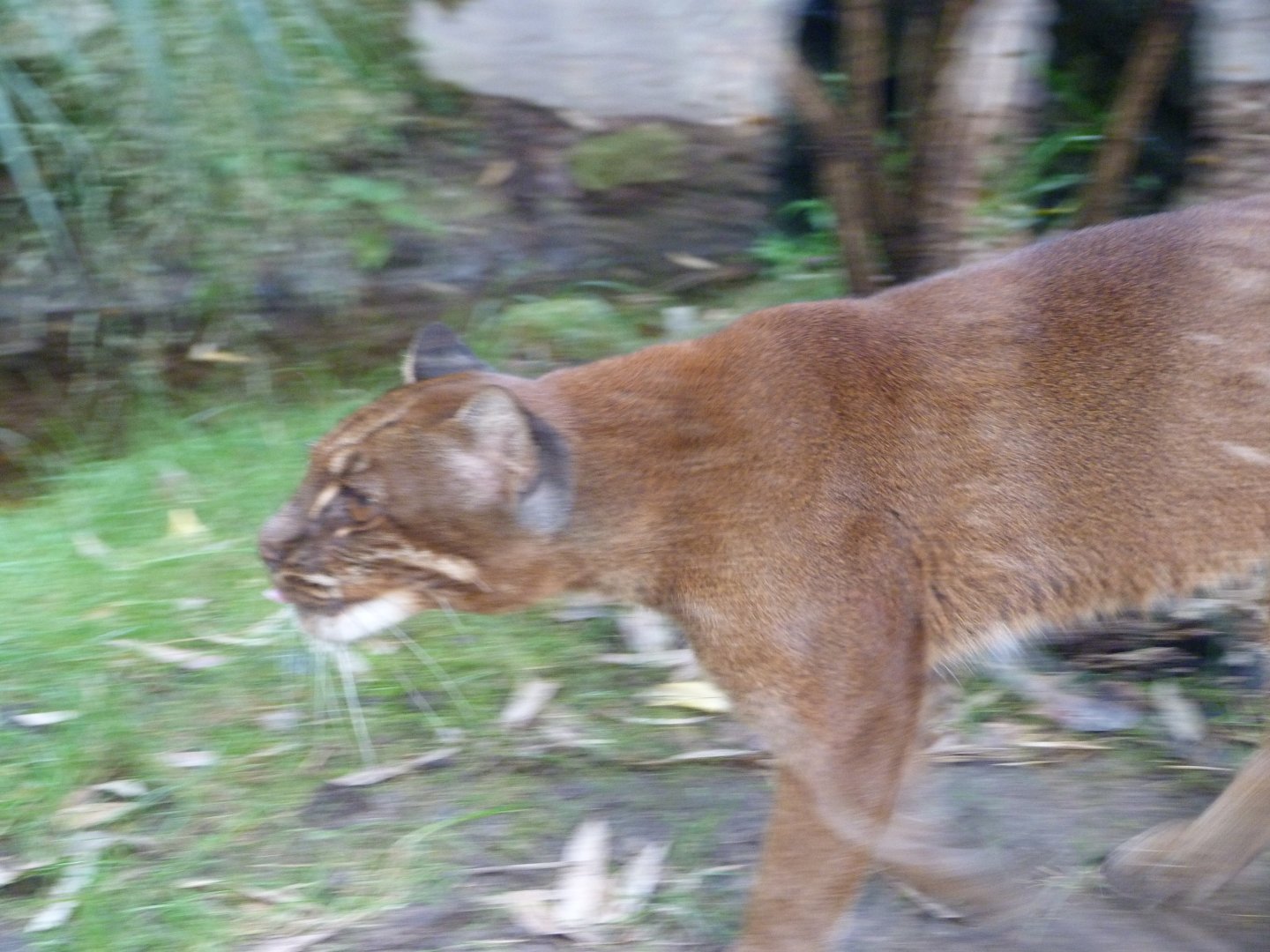 Asian golden cat -Tierpark Berlin (2024)
