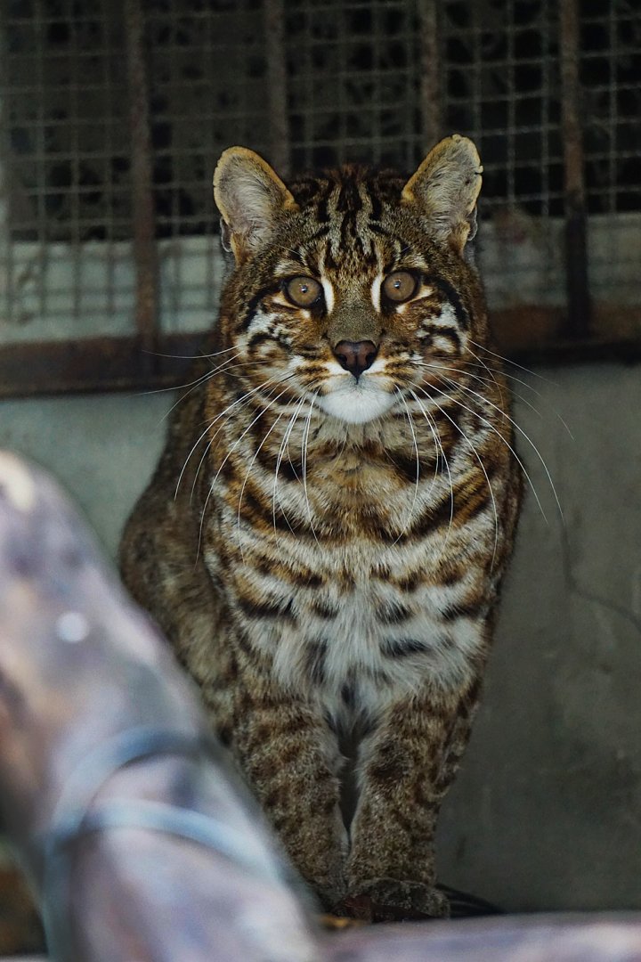 Asian golden cat with spots in Shehong zoo