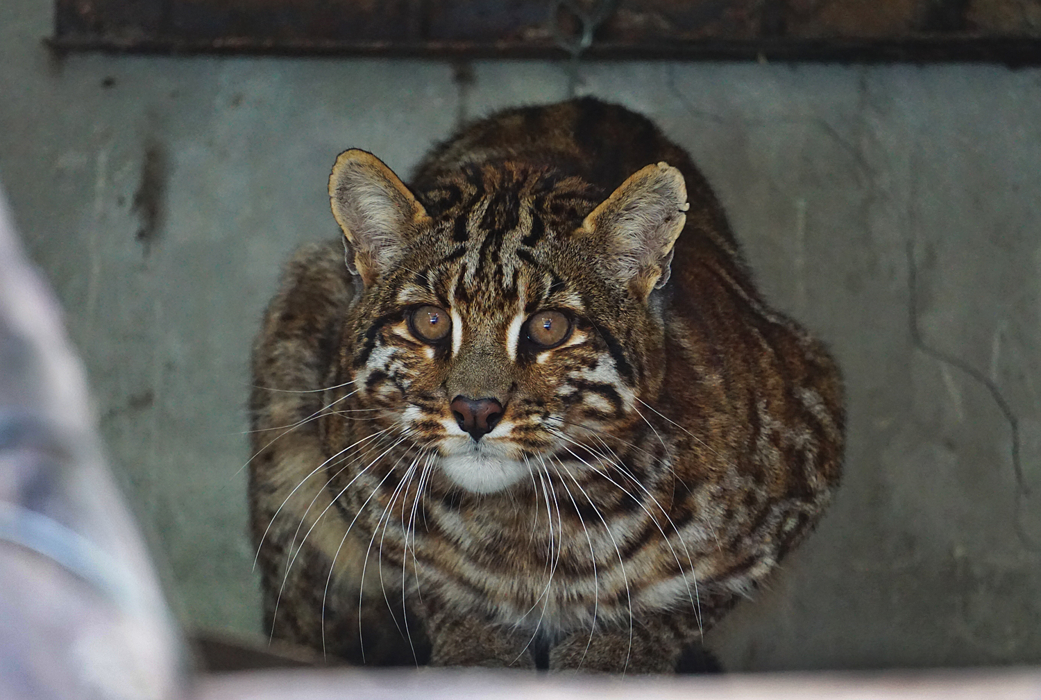 Asian golden cat with spots in Shehong zoo