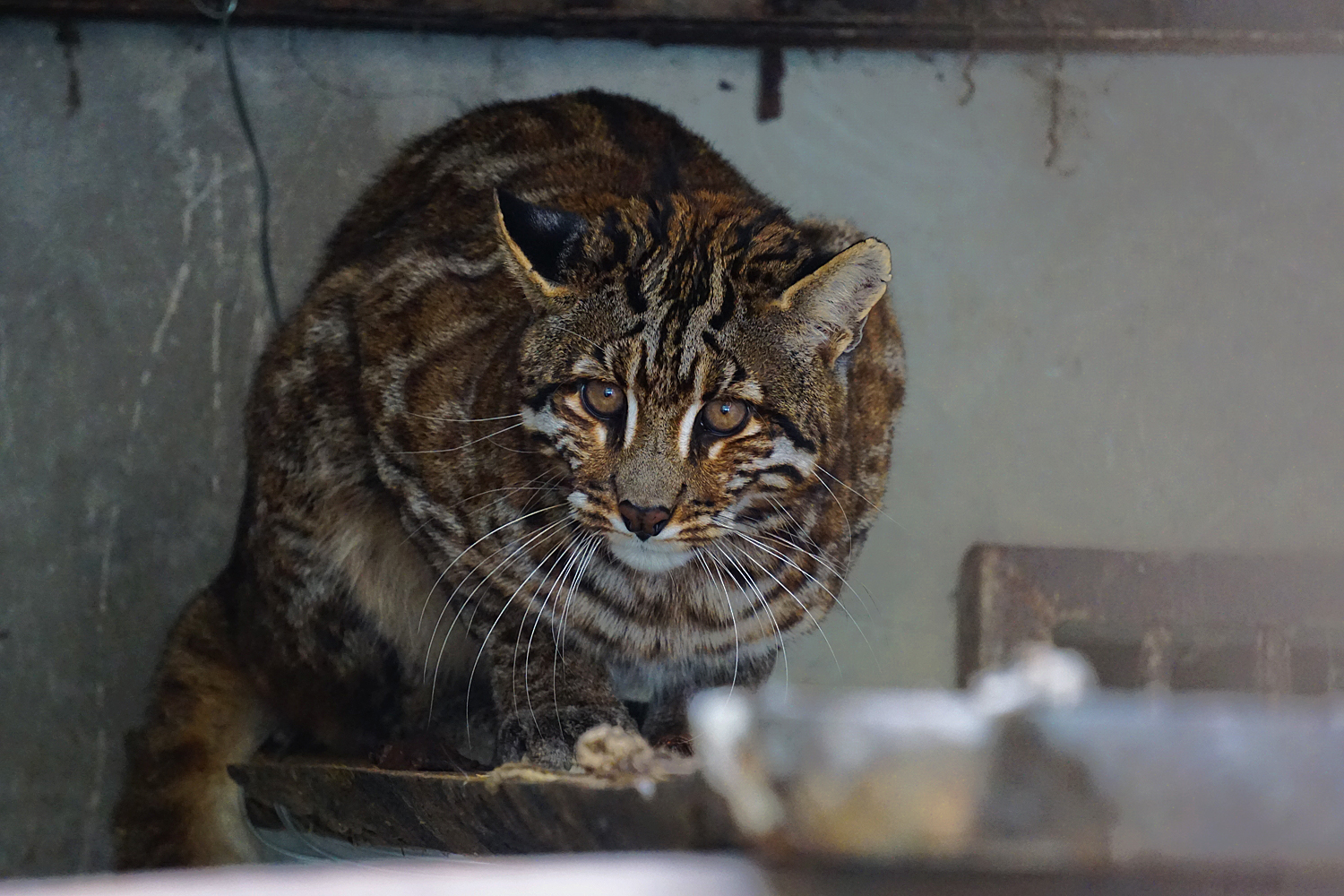 Asian golden cat with spots in Shehong zoo