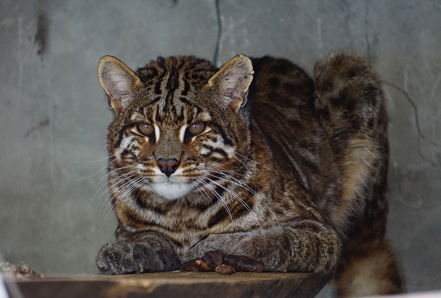 Asian golden cat with spots in Shehong zoo