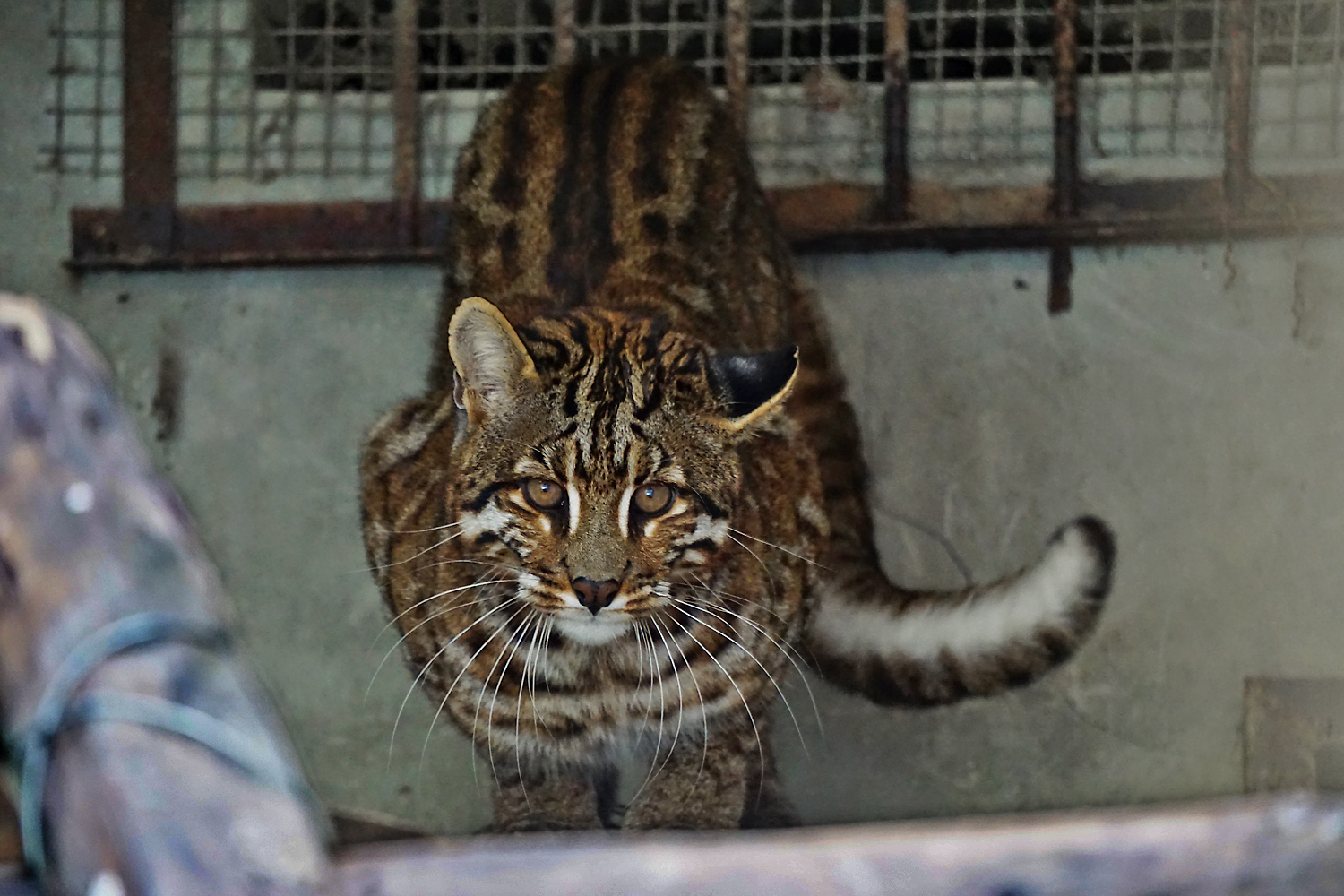 Asian golden cat with spots in Shehong zoo