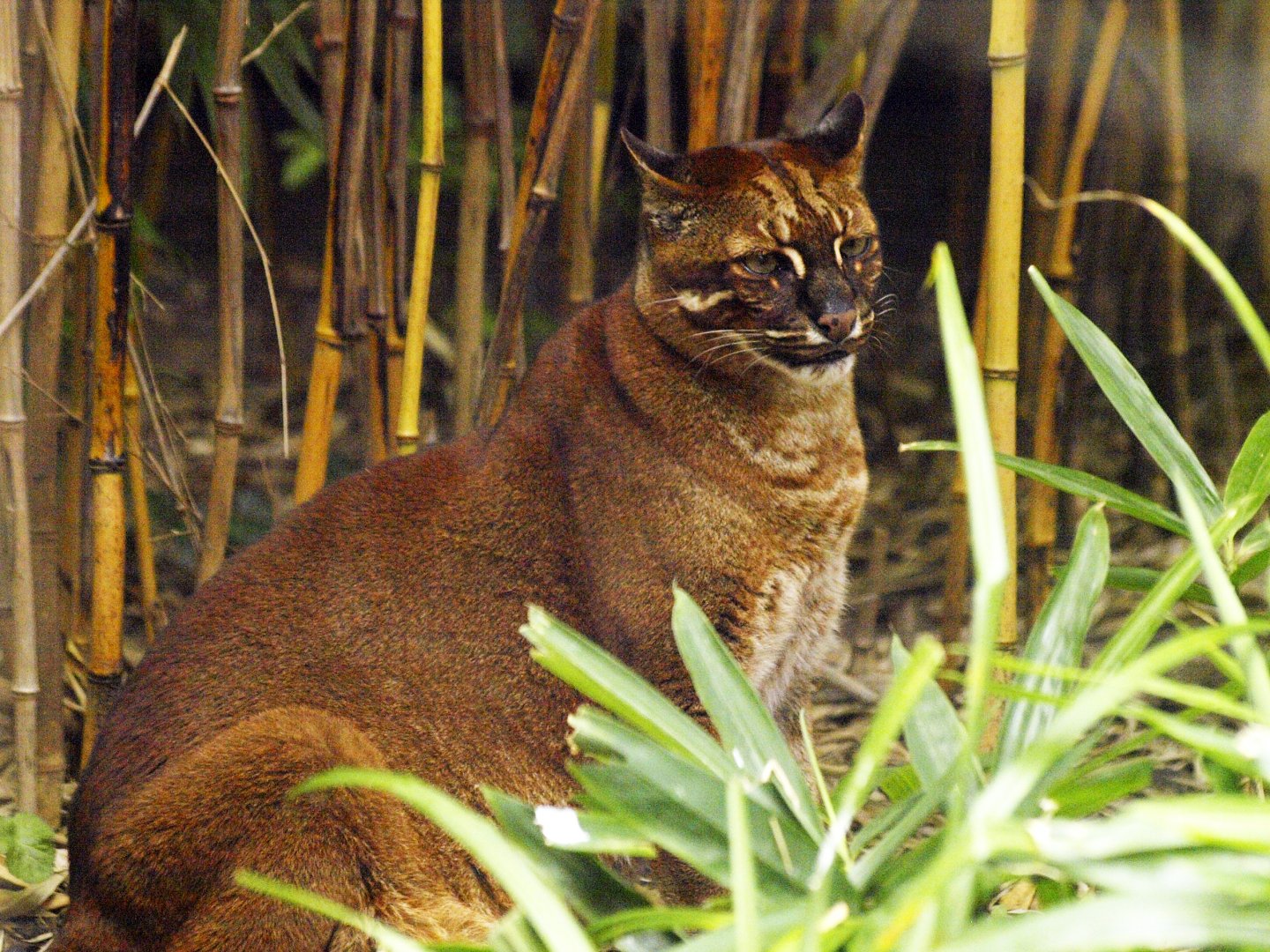 Asian golden cat