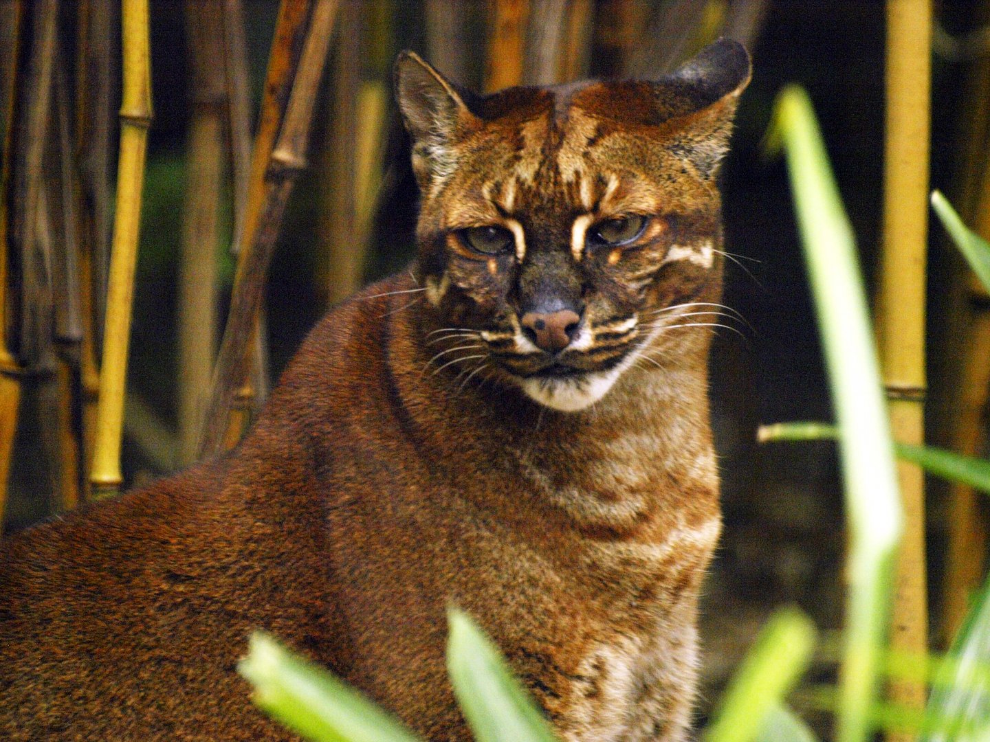 Asian golden cat