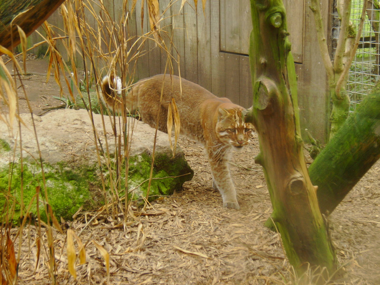 Asian Golden Cat