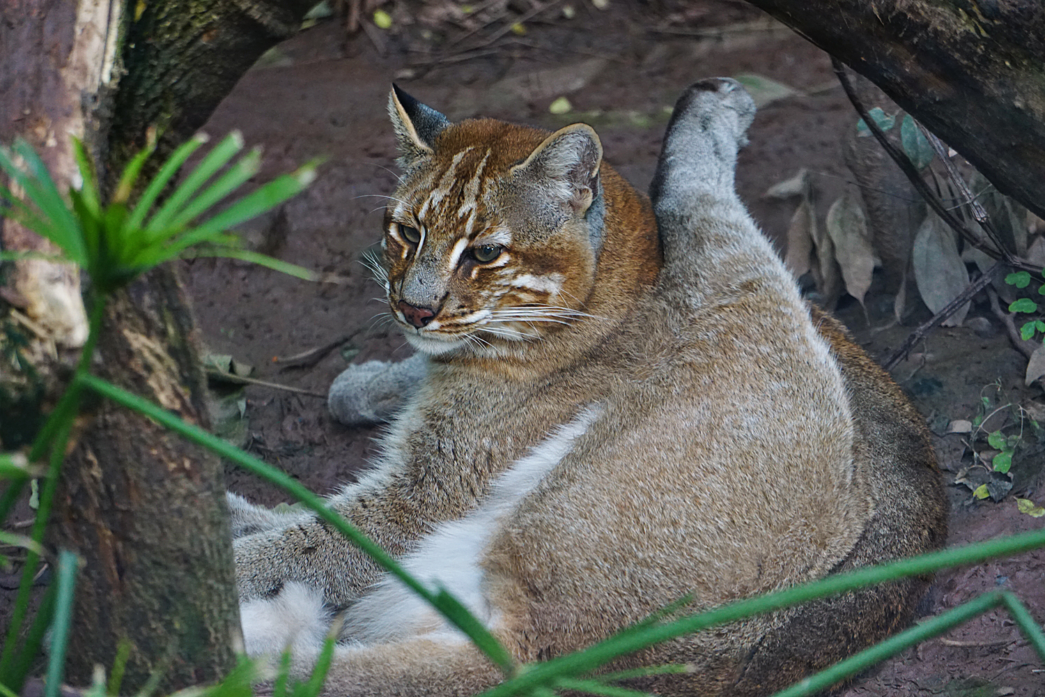 Asian golden cat