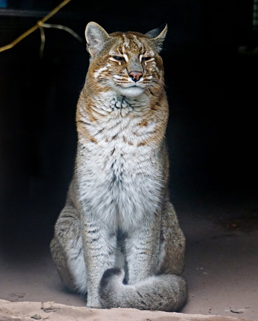 Asian golden cat