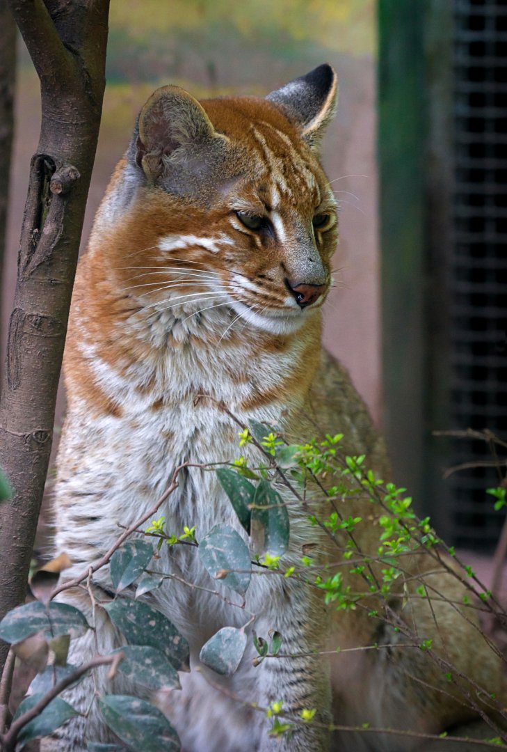 Asian golden cat