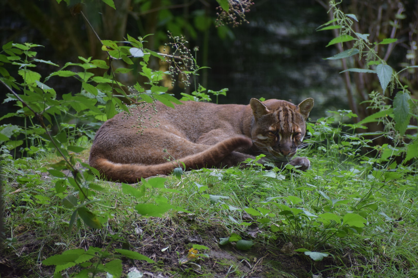 Asian golden cat