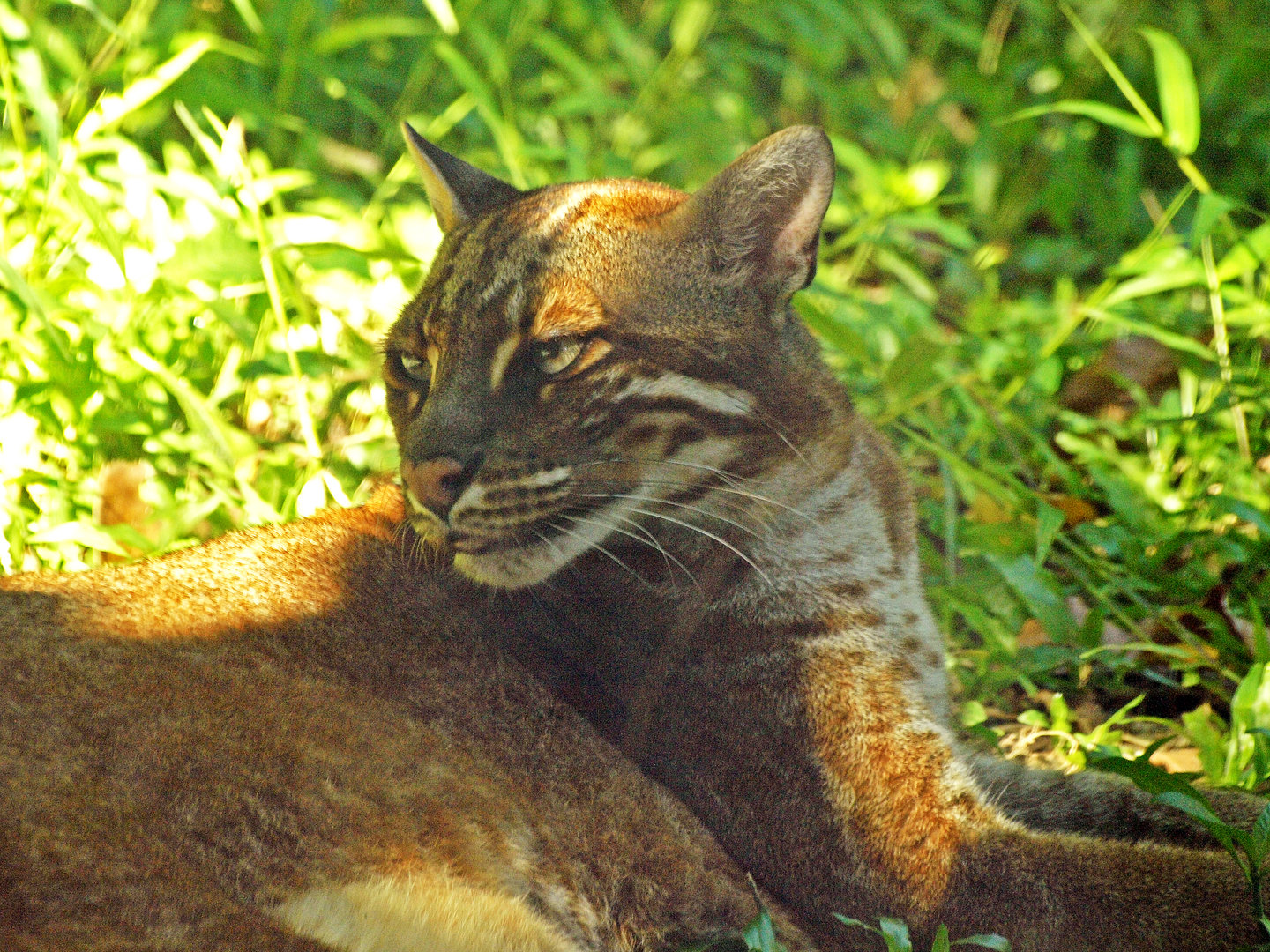 Asian Golden cat