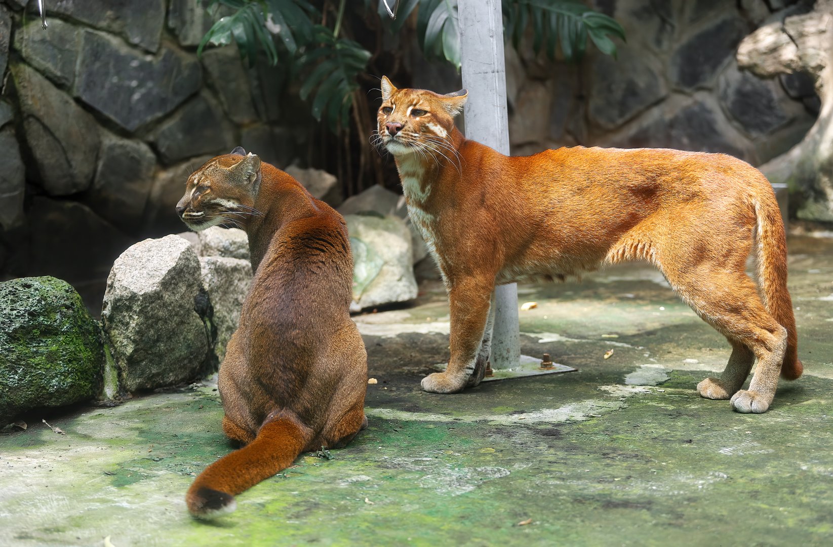 Asian golden cat