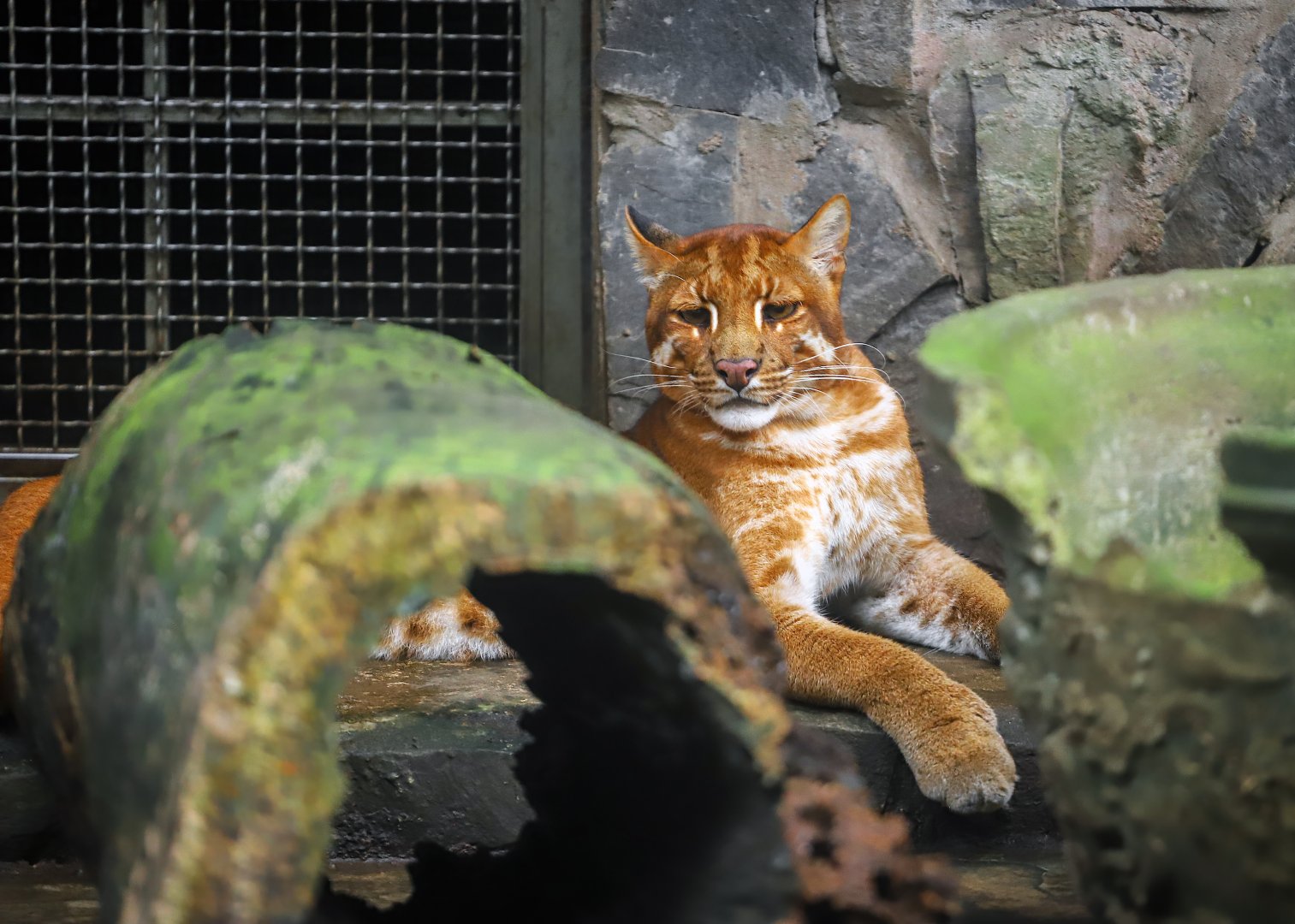 Asian golden cat