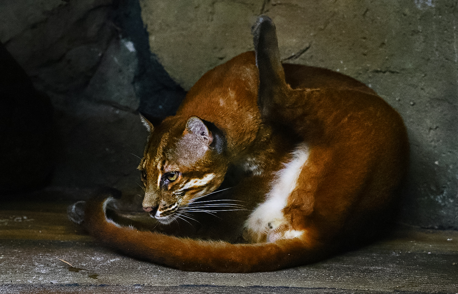 Asian golden cat