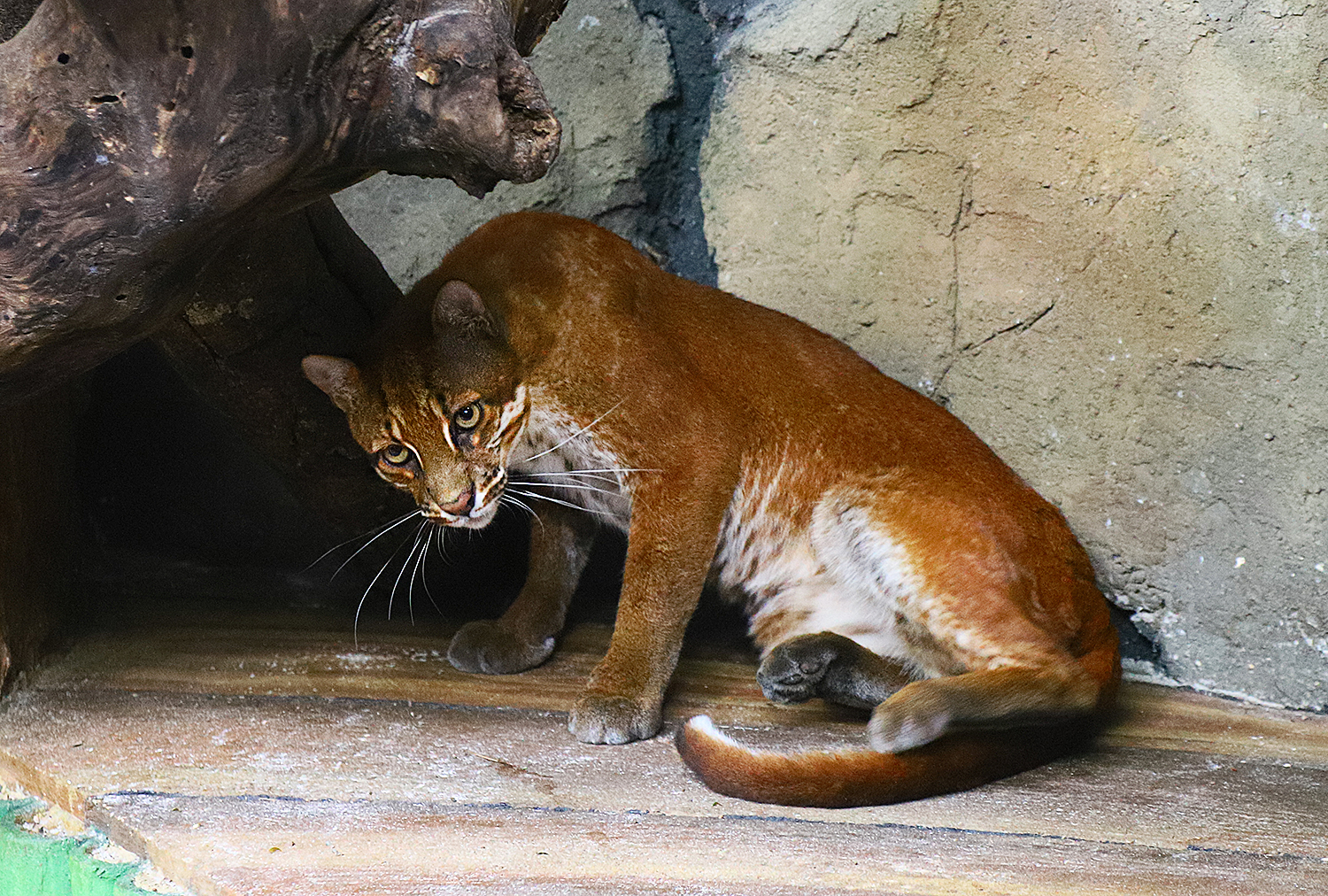 Asian golden cat