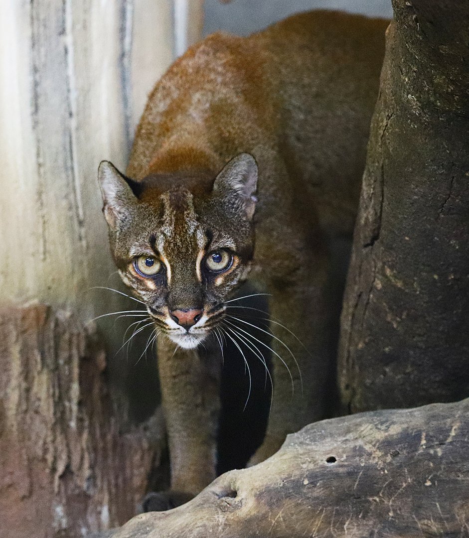 Asian golden cat
