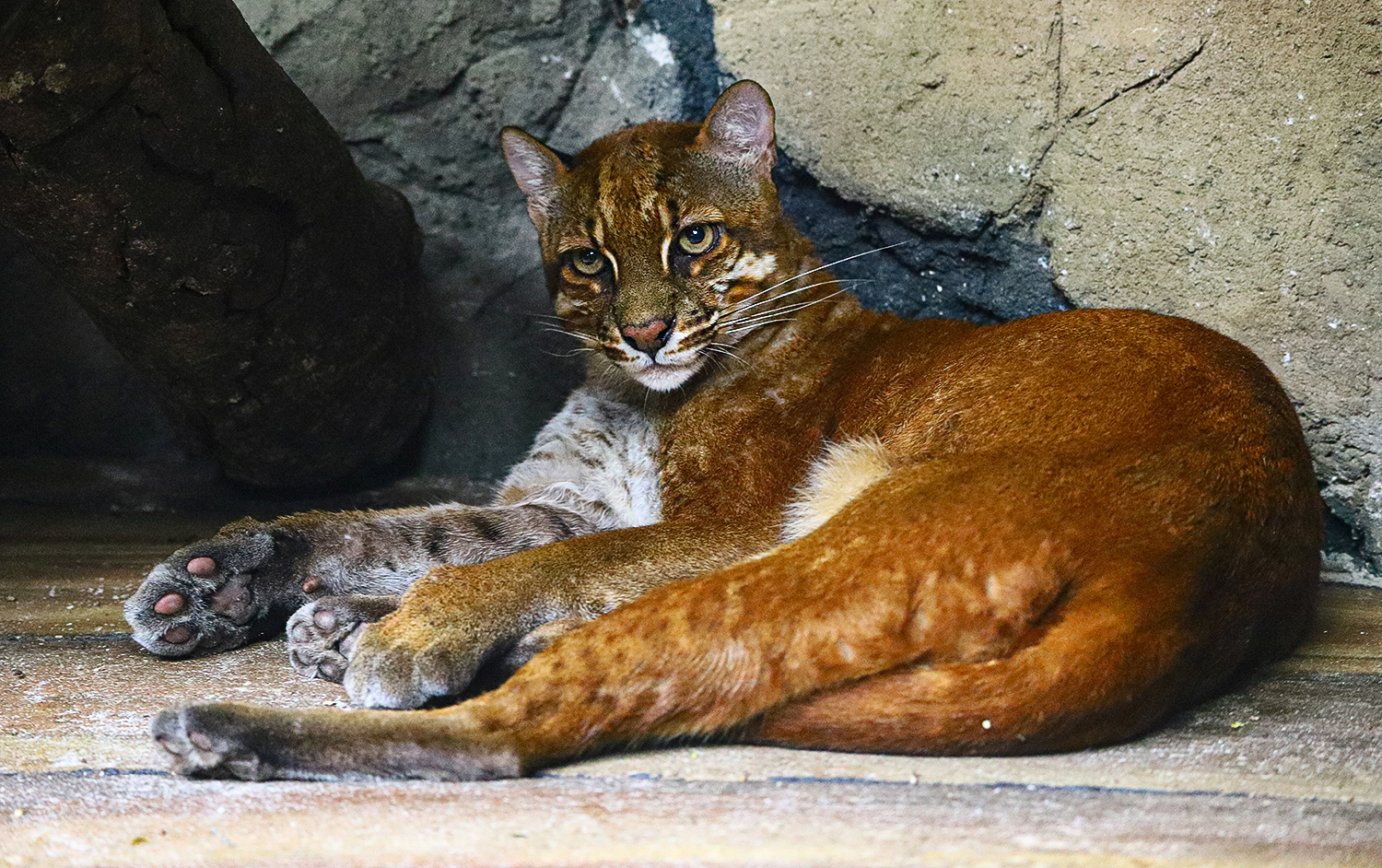 Asian golden cat