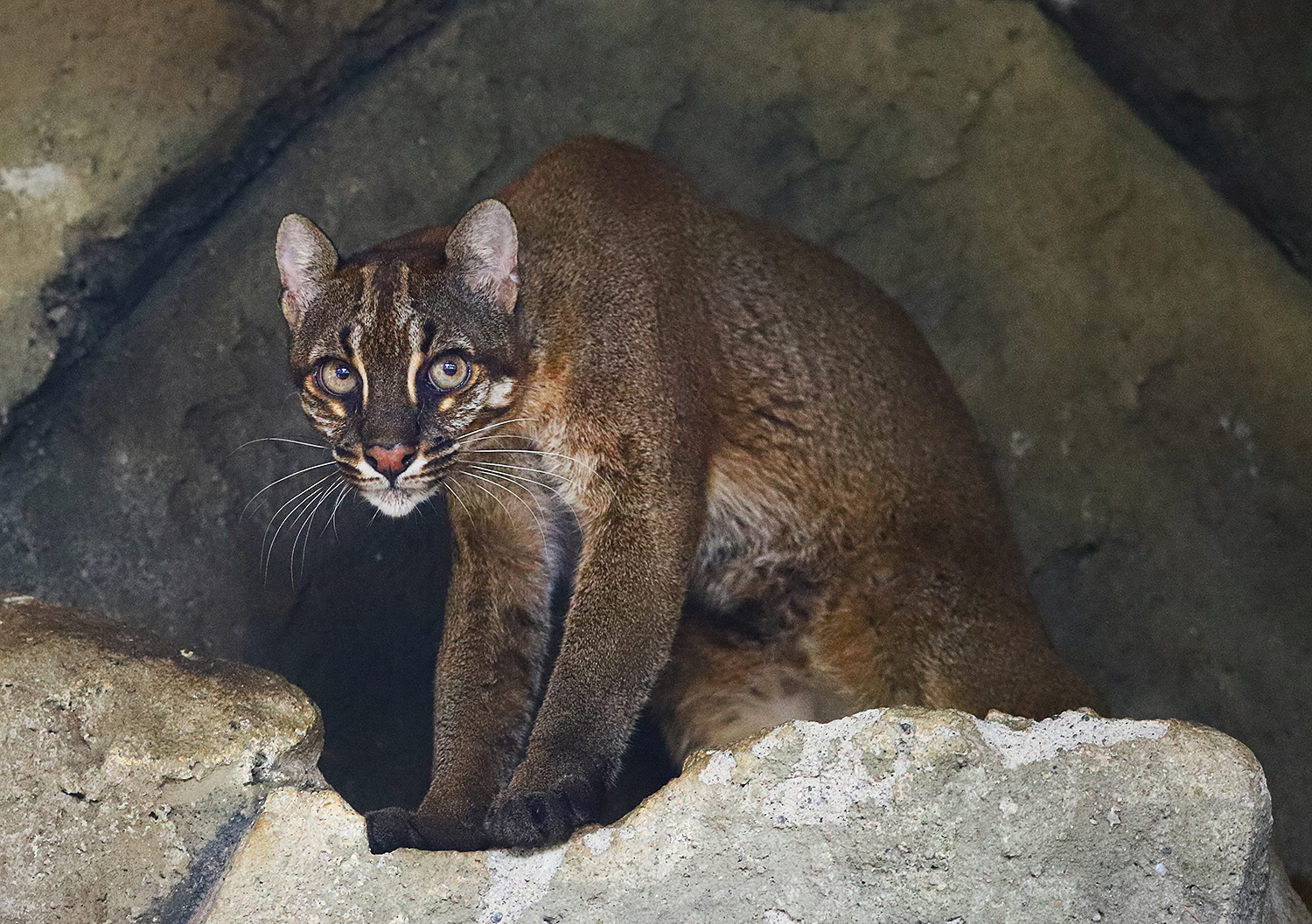 Asian golden cat