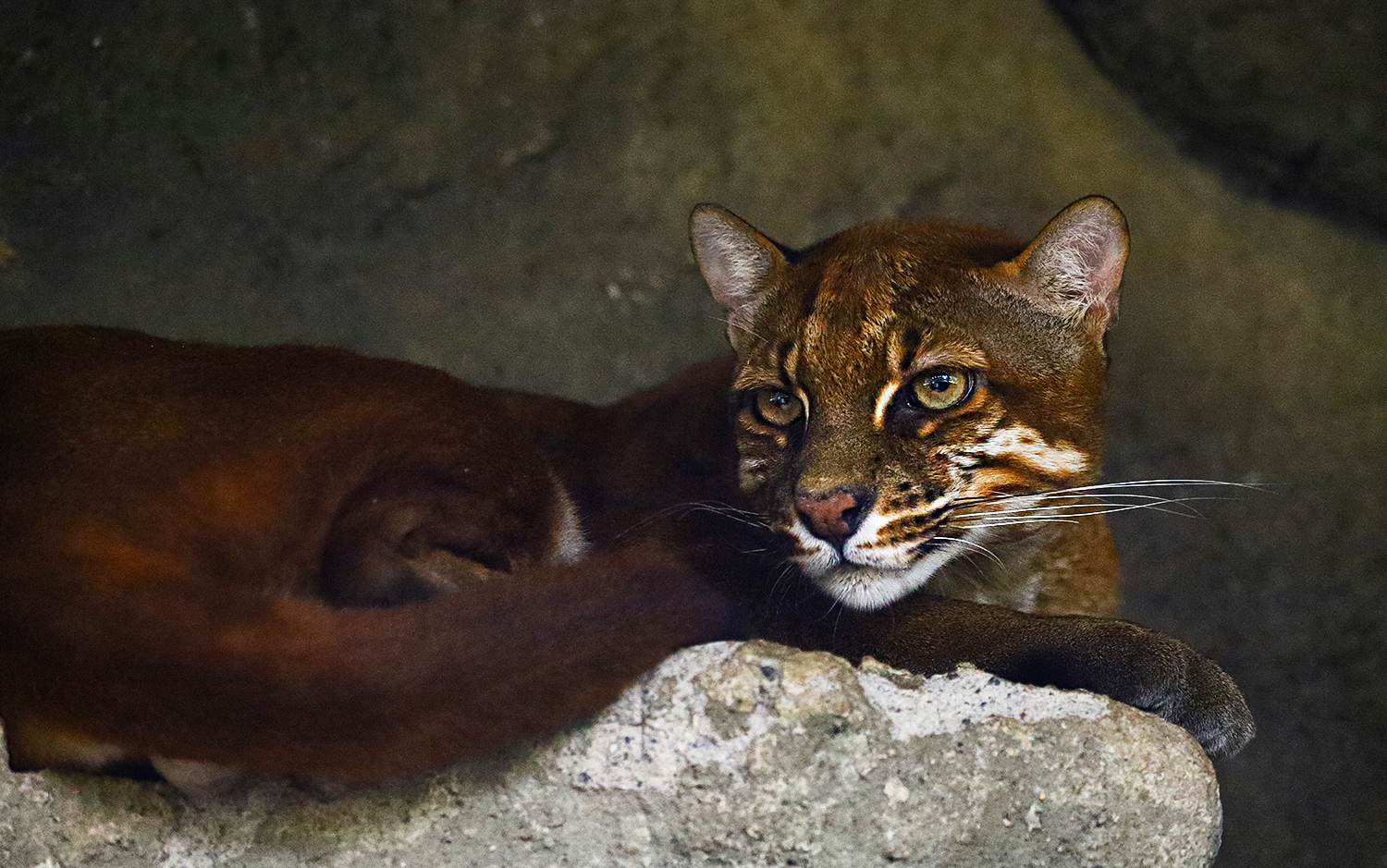 Asian golden cat