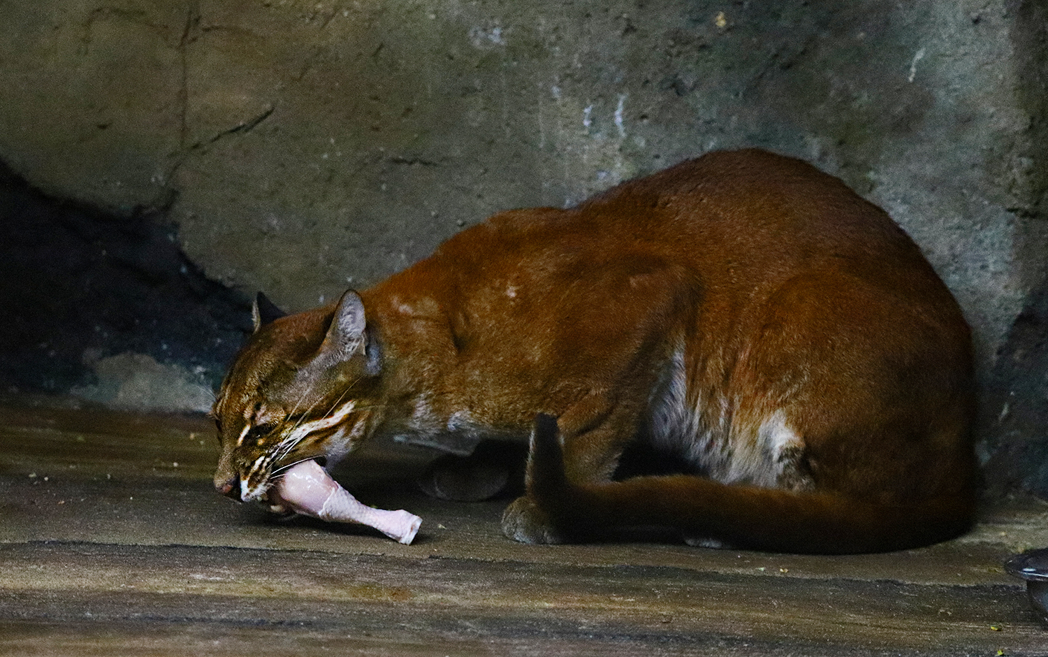 Asian golden cat