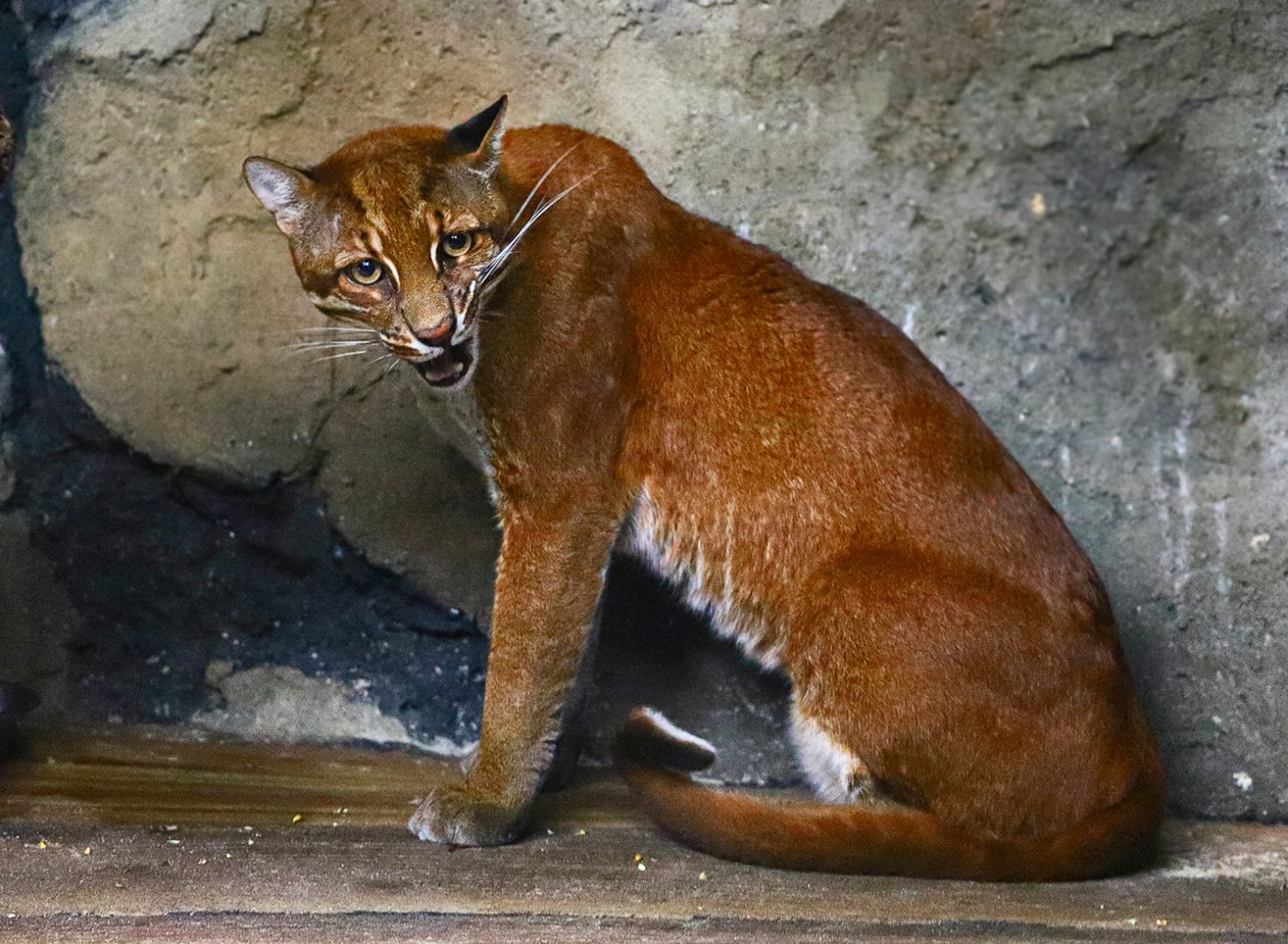 Asian golden cat