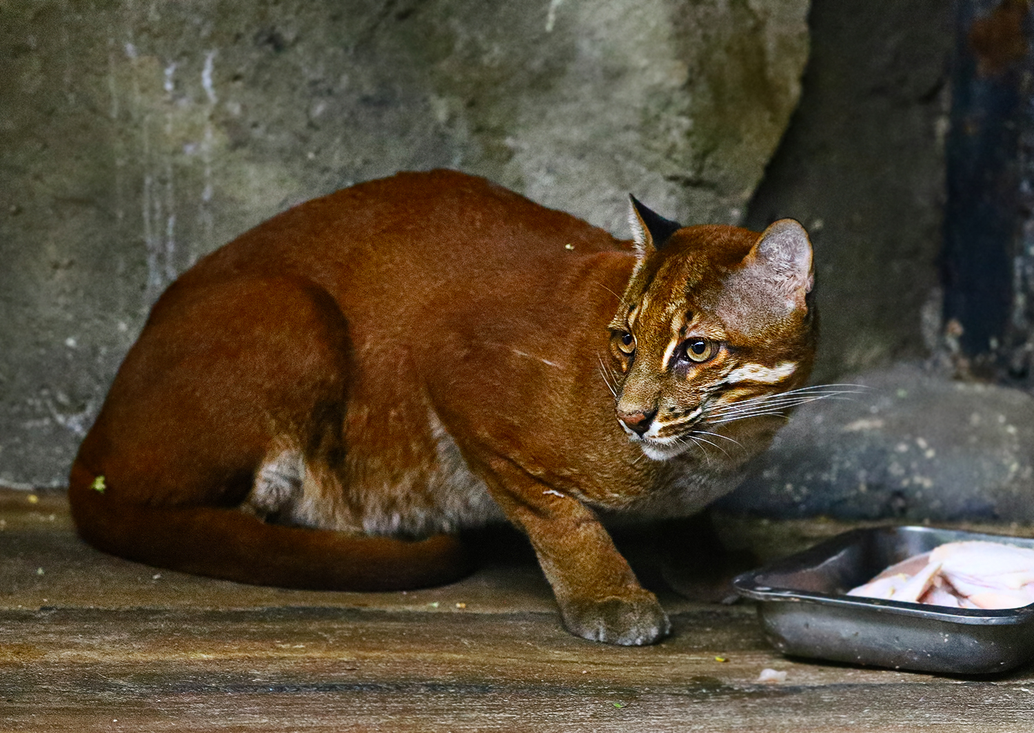 Asian golden cat