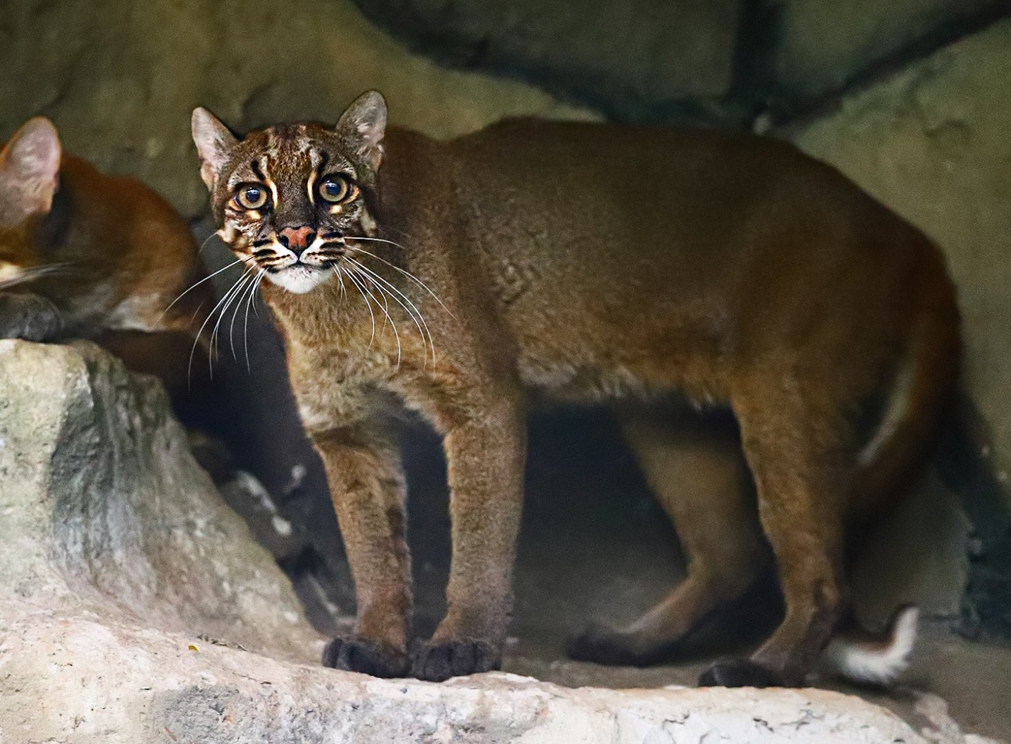 Asian golden cat