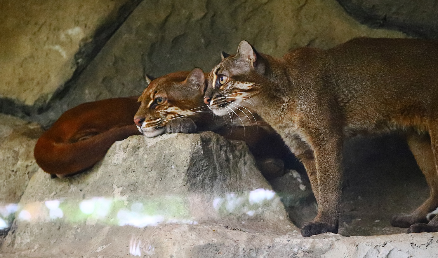 Asian golden cat
