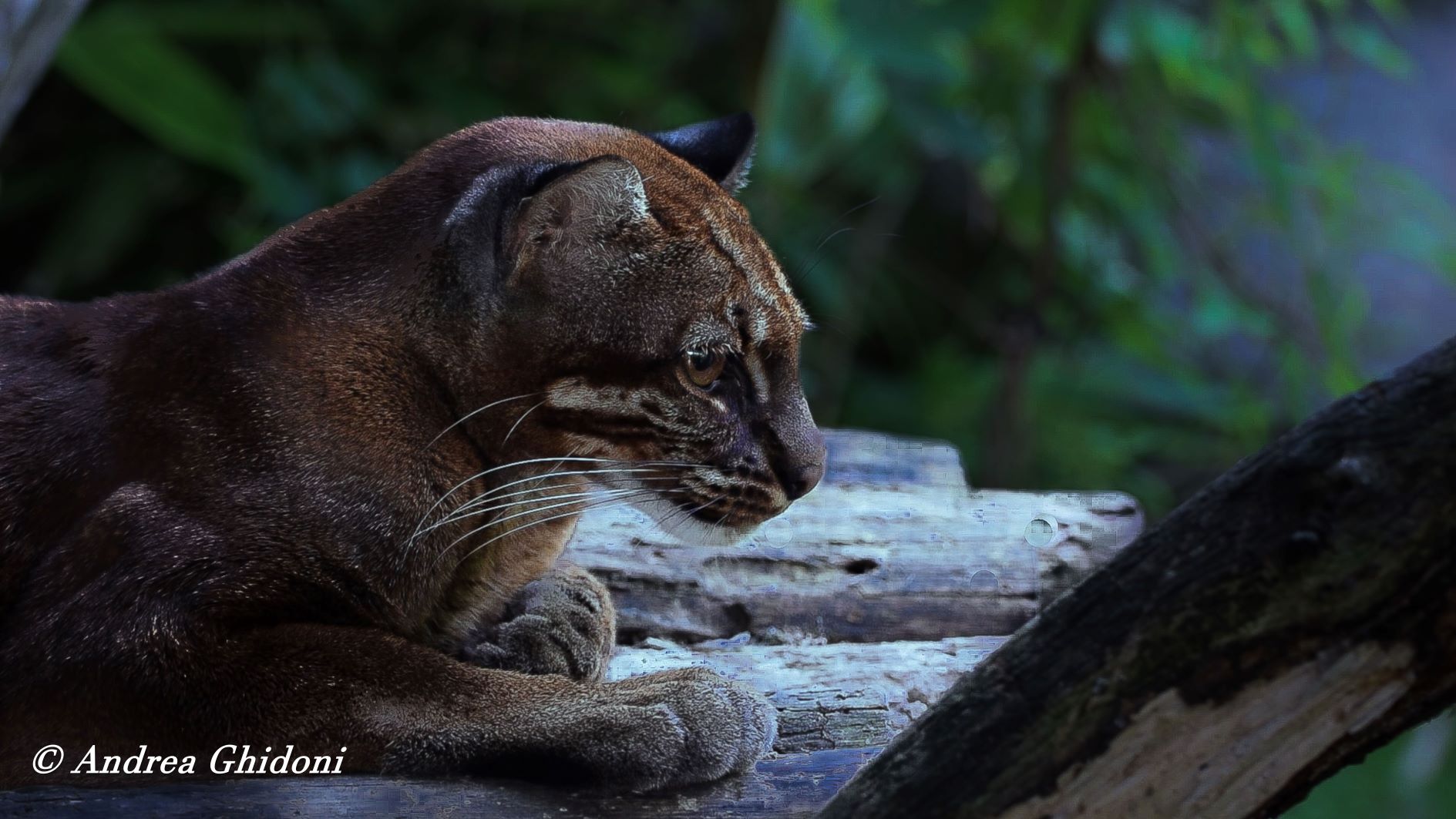 Asian golden cat