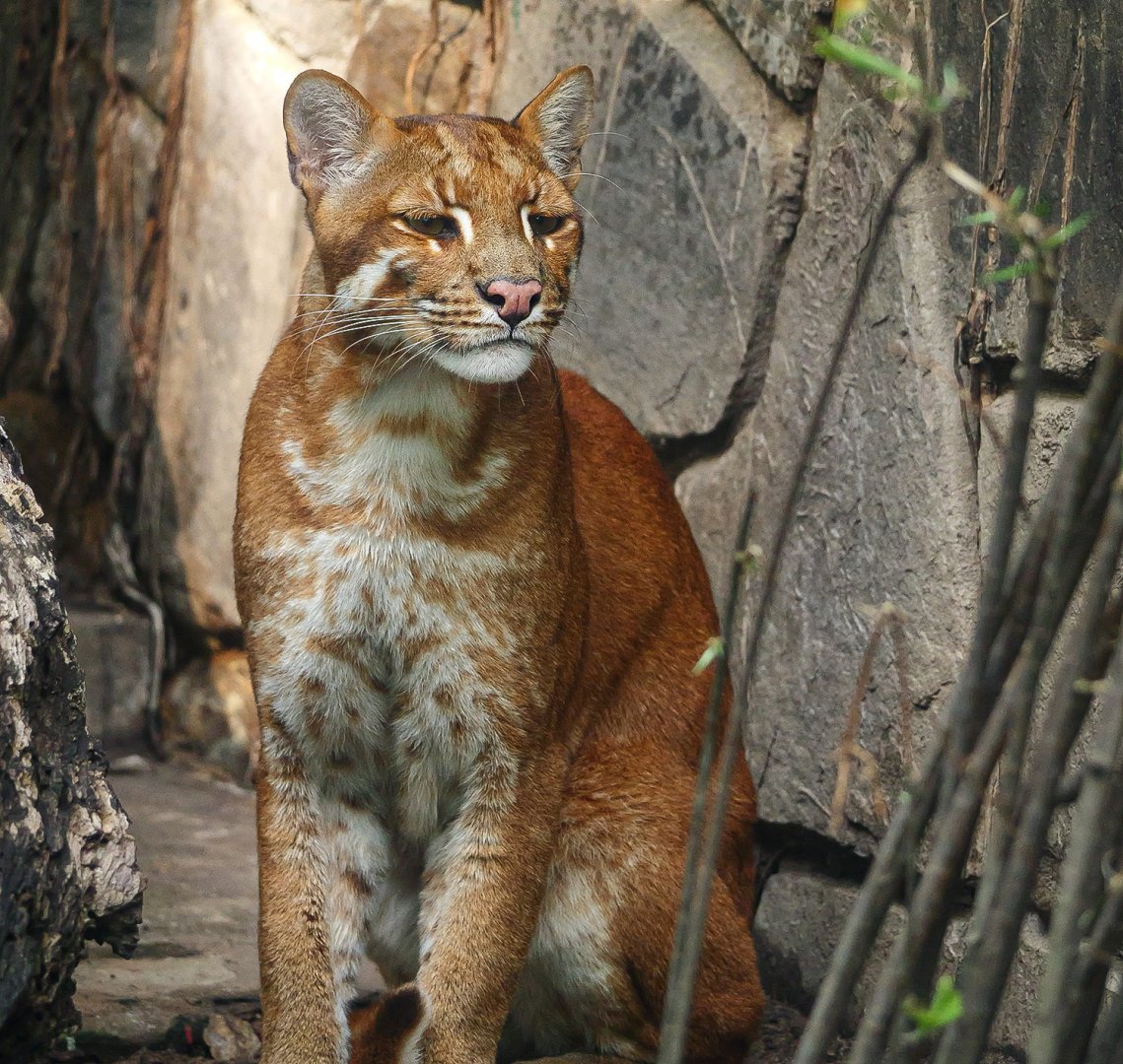Asian golden cat
