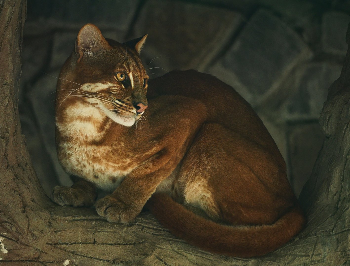 Asian golden cat
