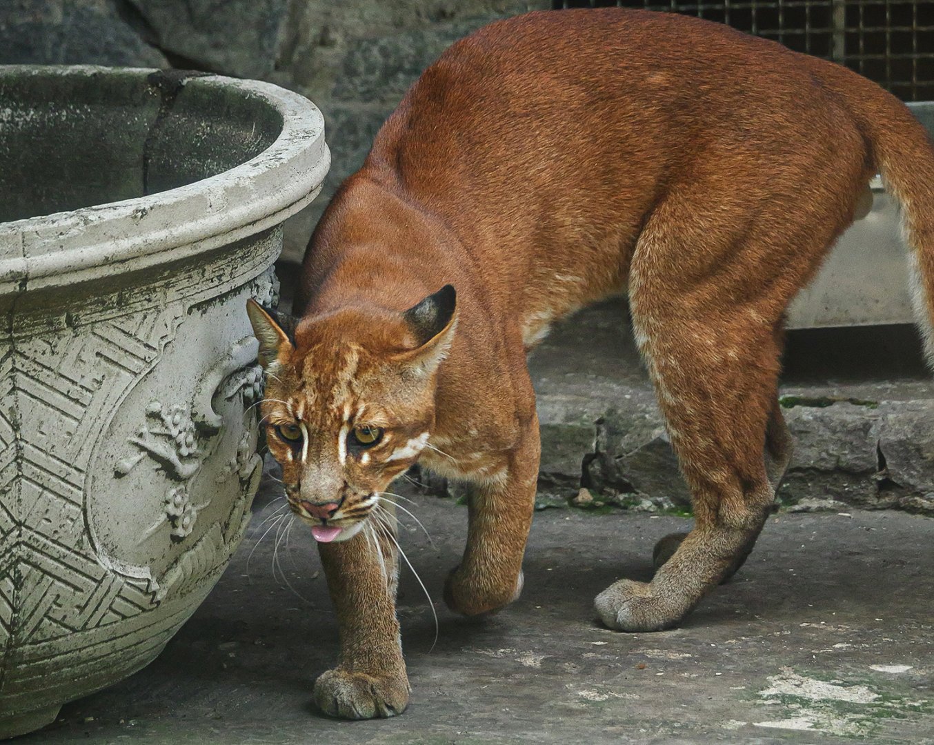 Asian golden cat
